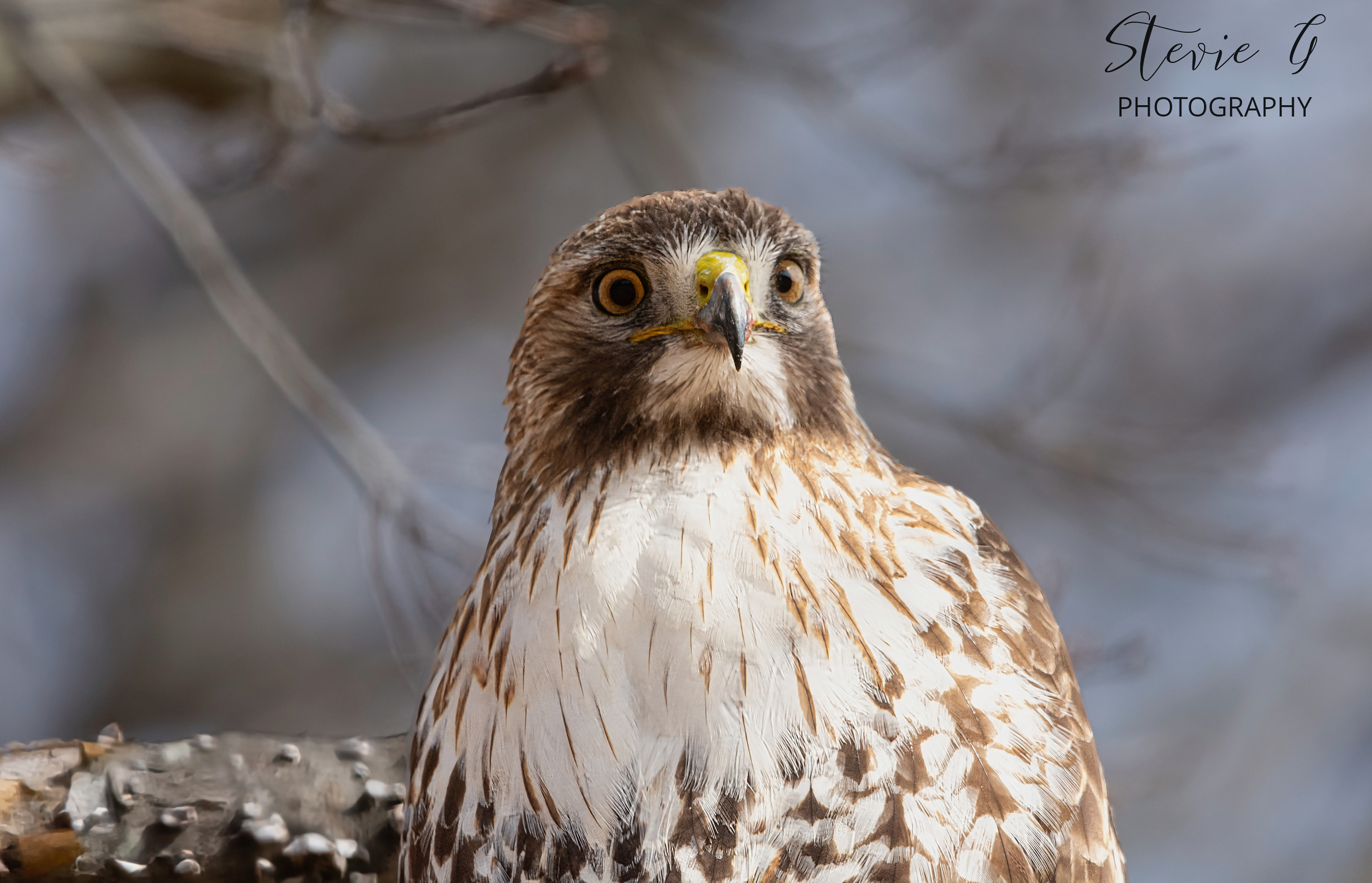 Redtail hawk