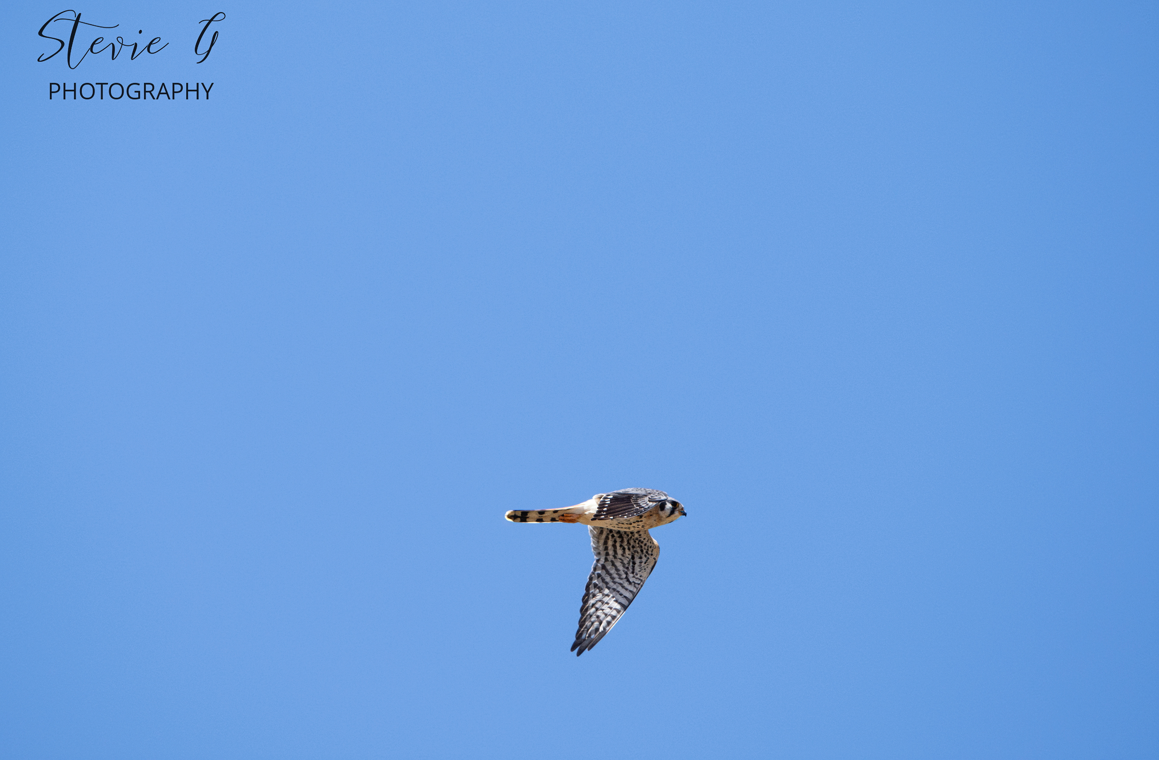 American Kestral - Great Bay National Wildlife Refuge