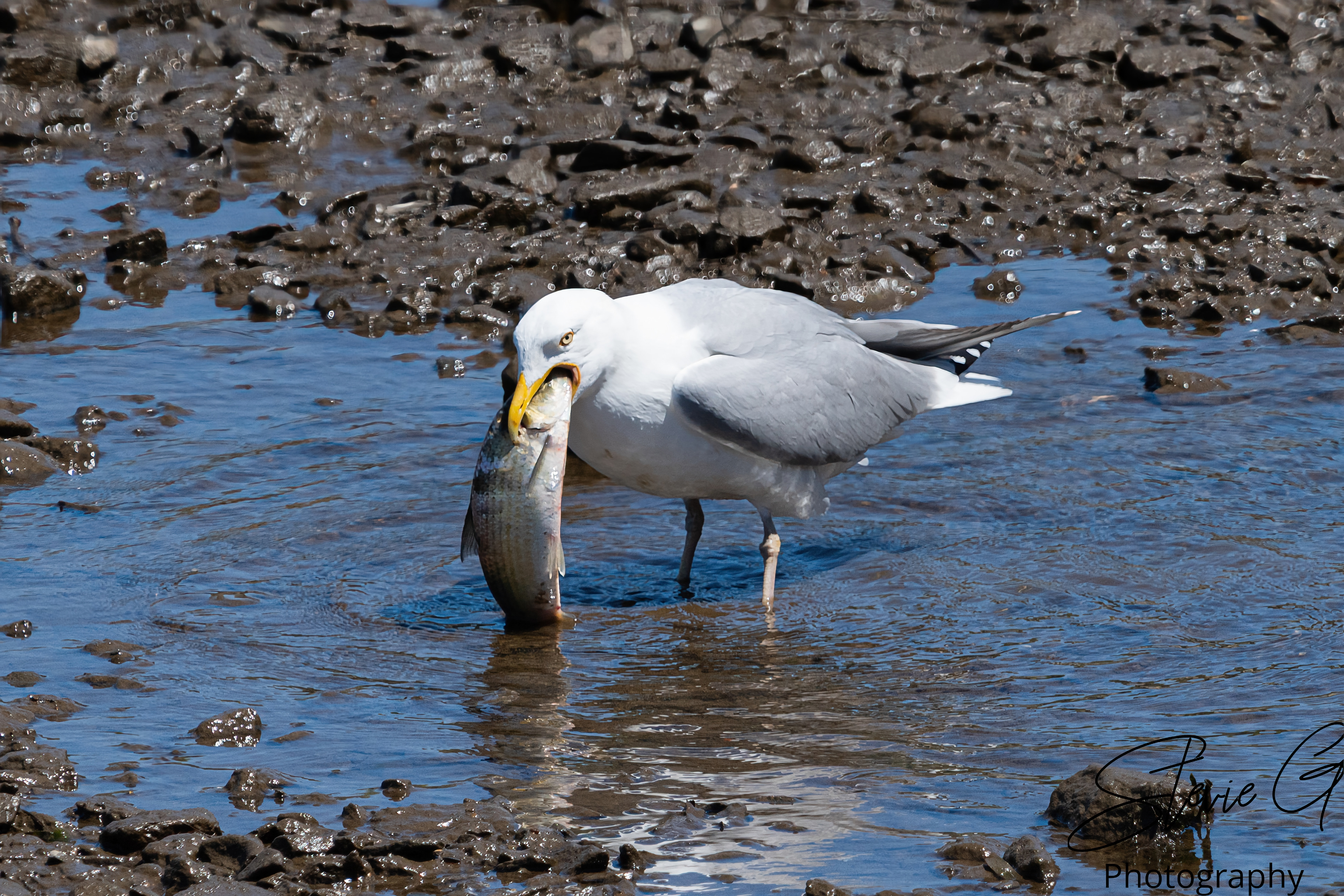 Gull