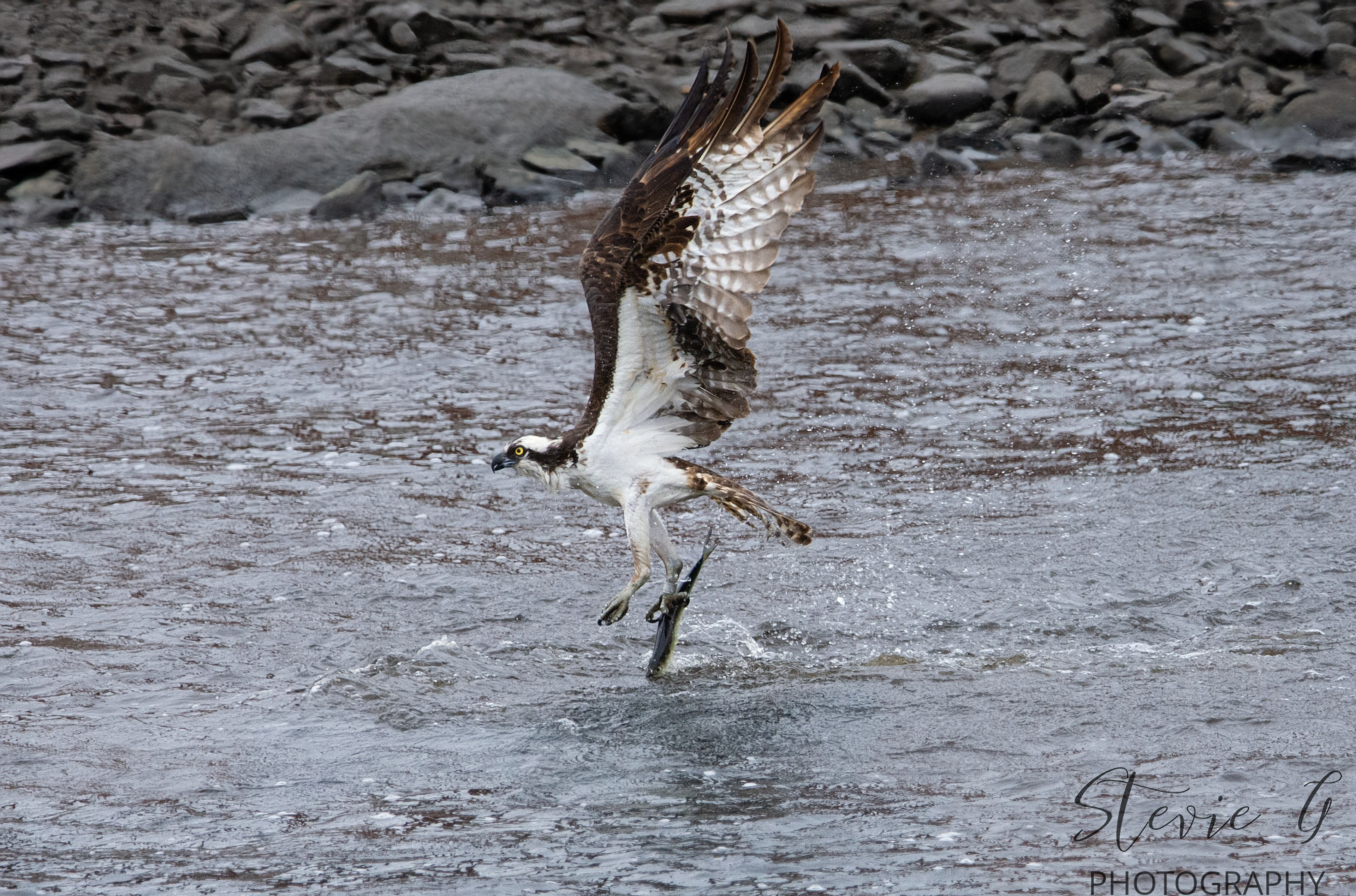 Osprey