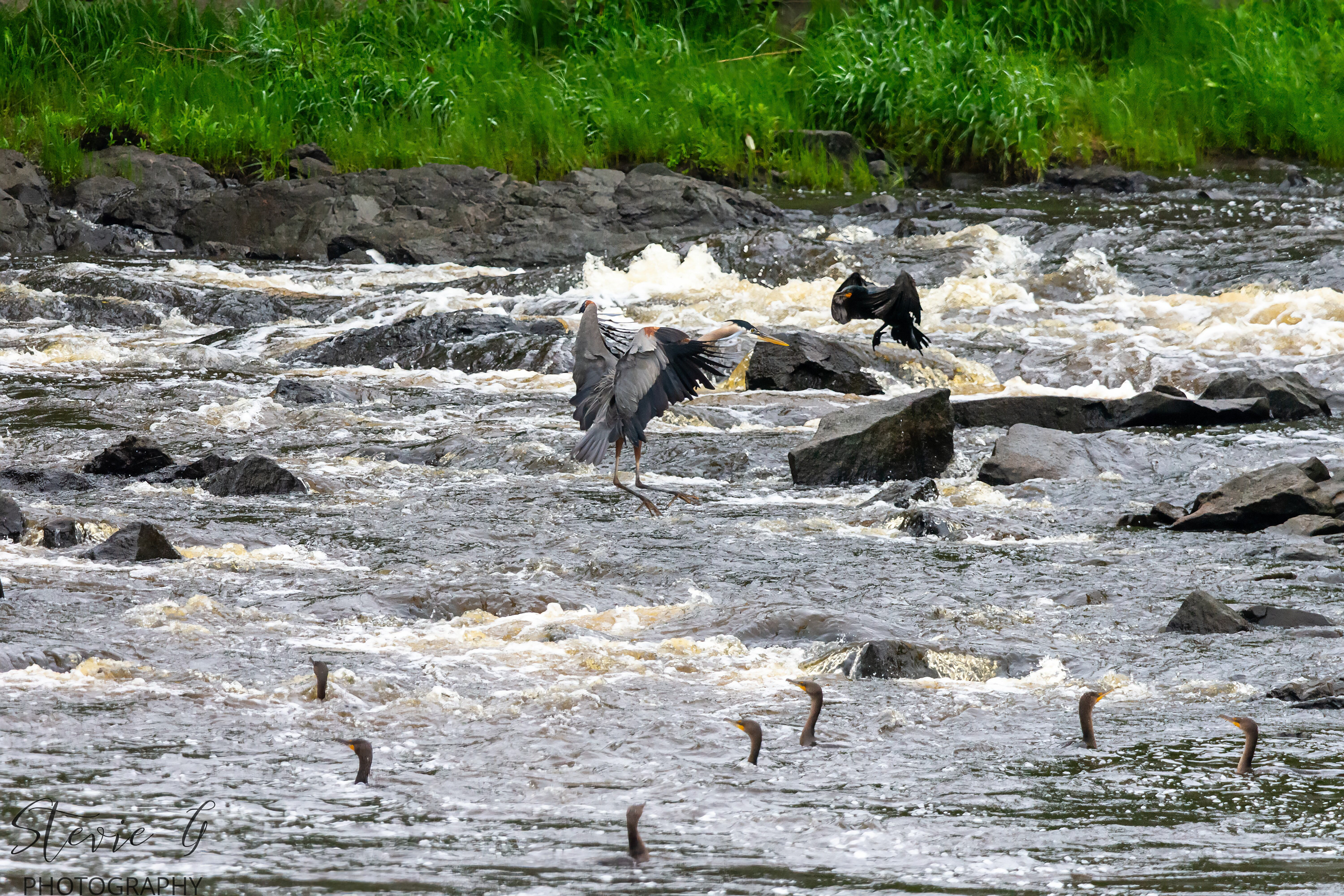 Great Blue Heron