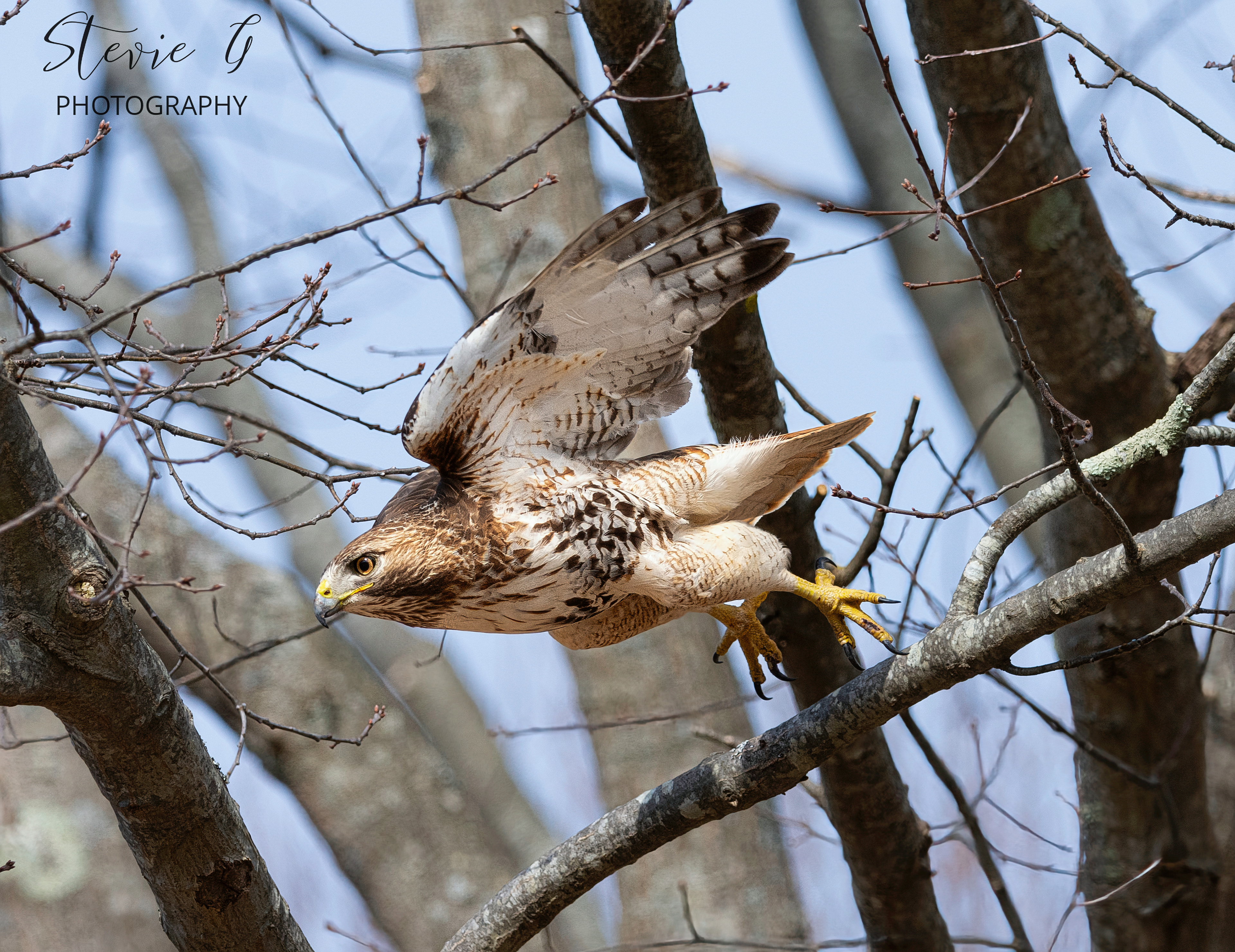 Red Tail Hawk - Odiorne State Park