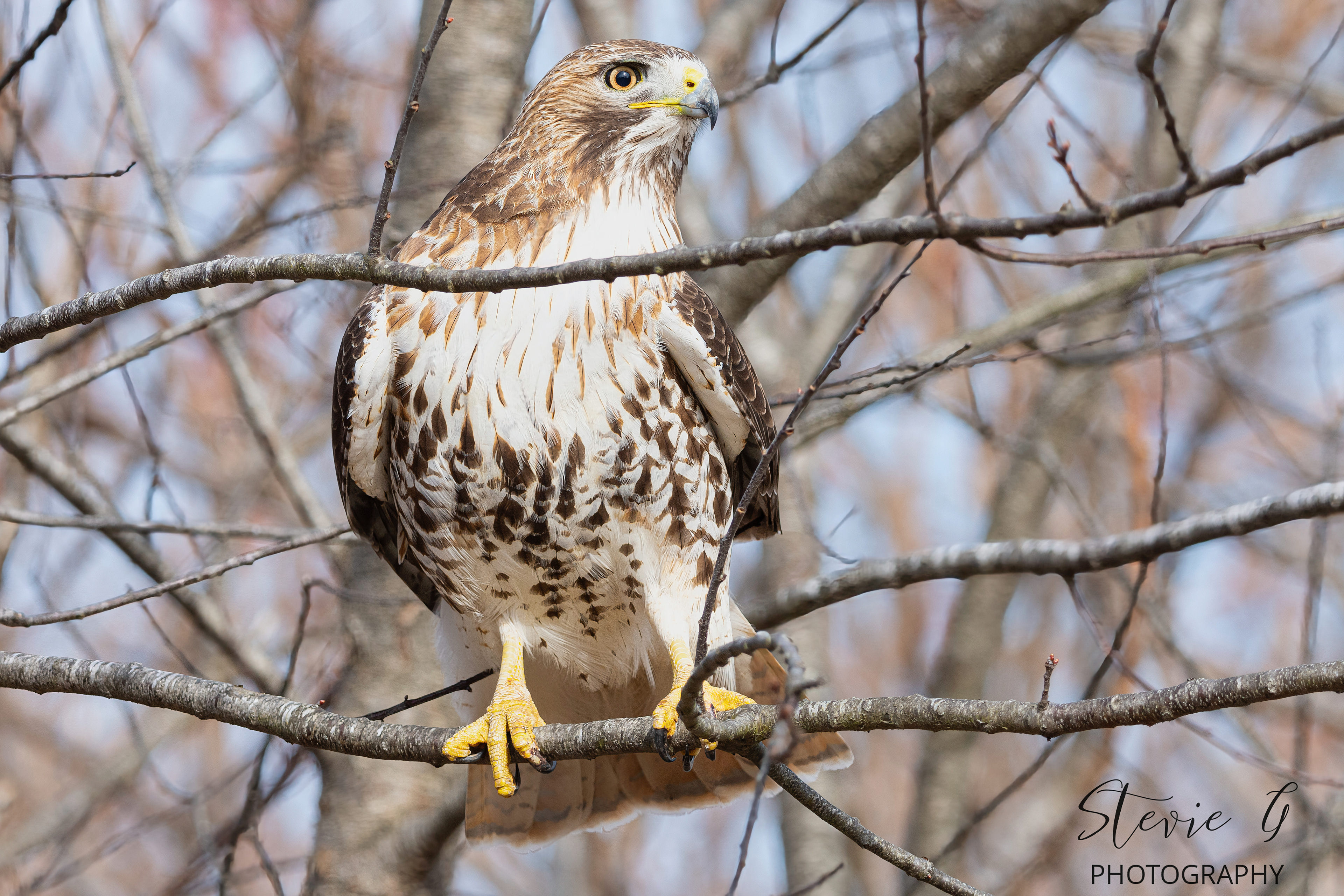 Redtail hawk