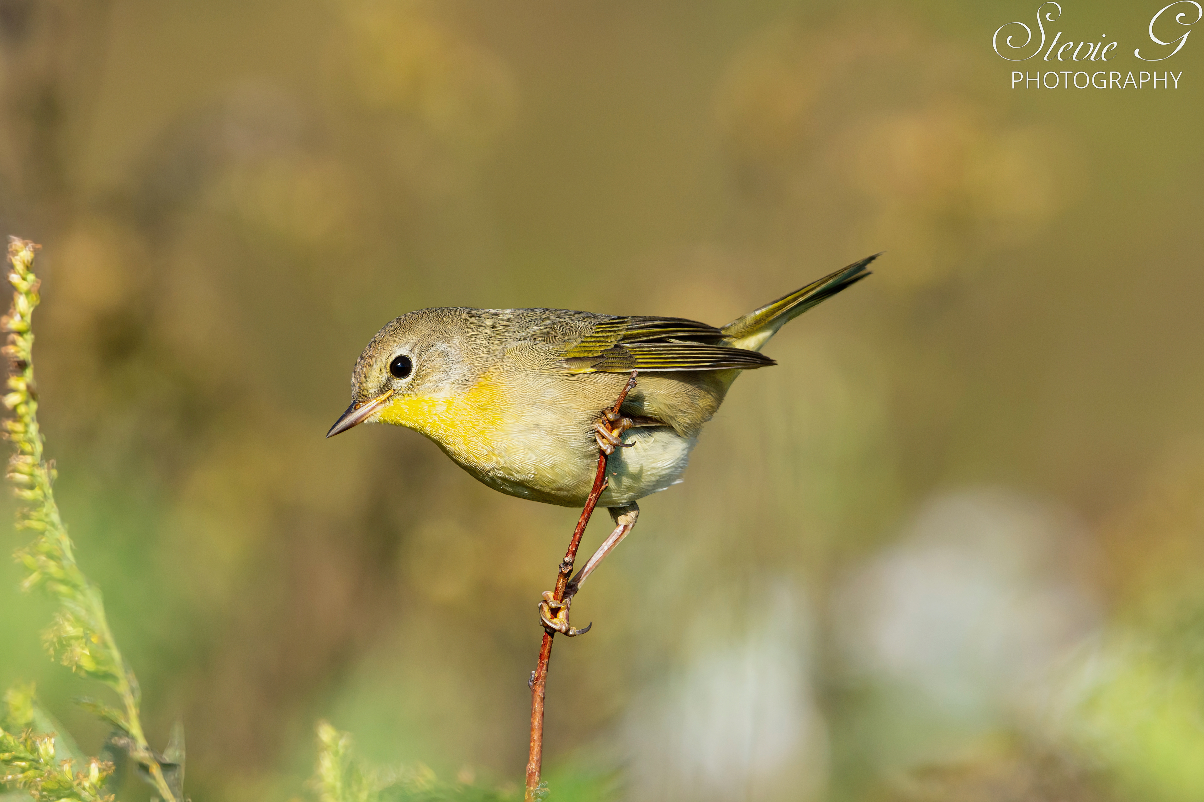 Yellow Throat Warbler Odiorne State Park