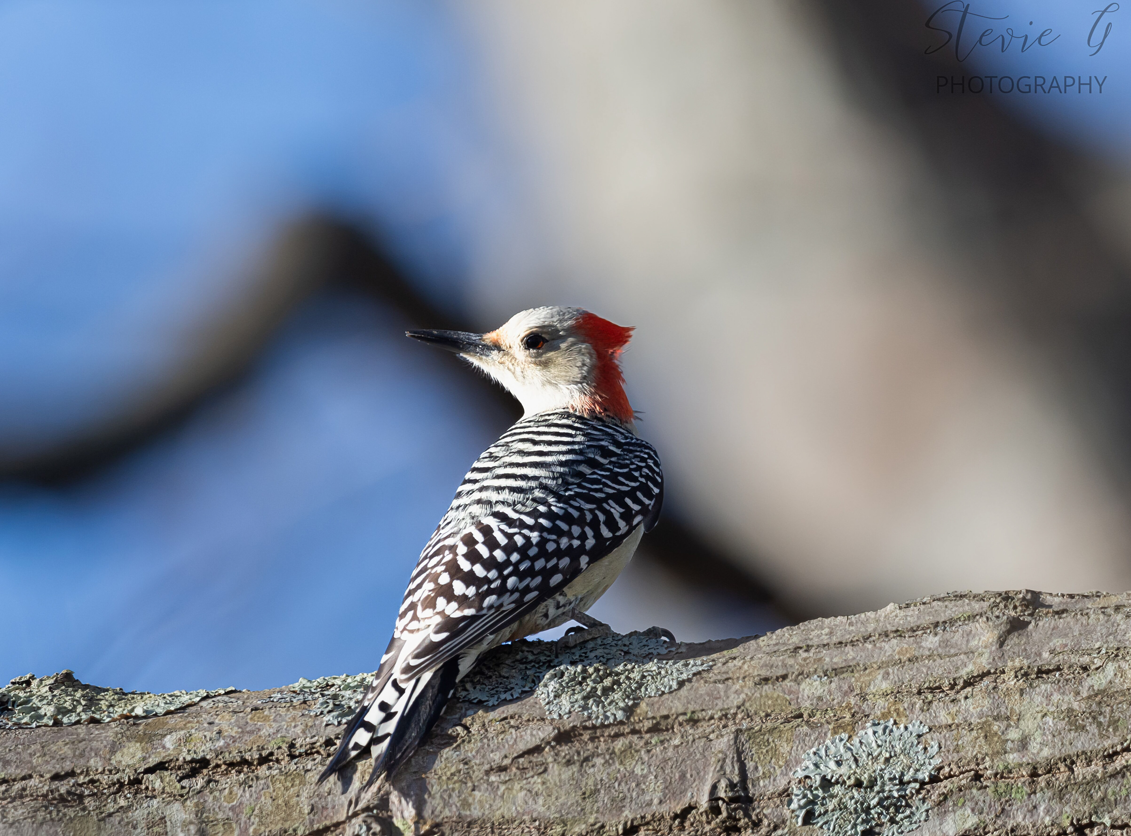 Red Bellied Woodpecker