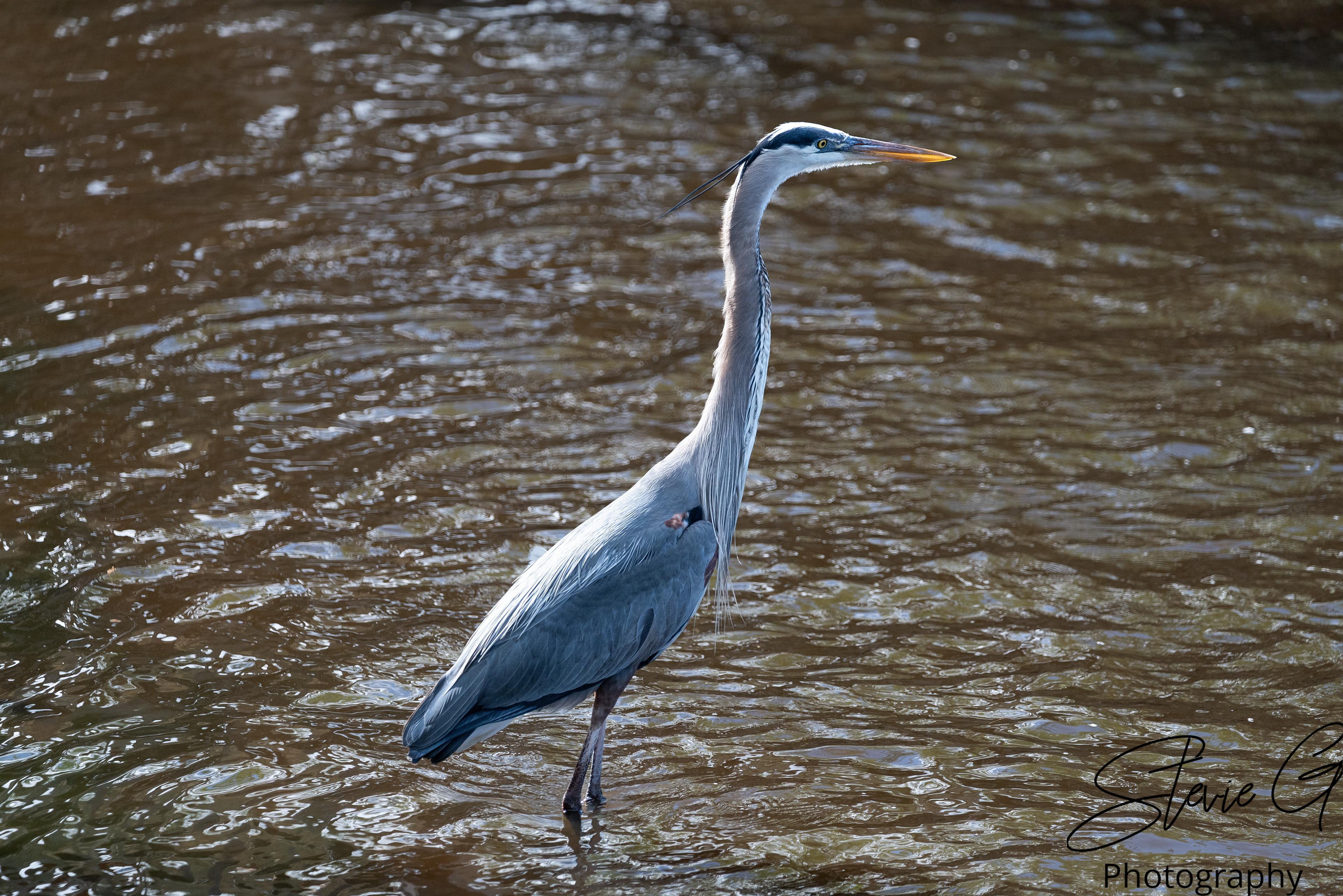 Blue Heron