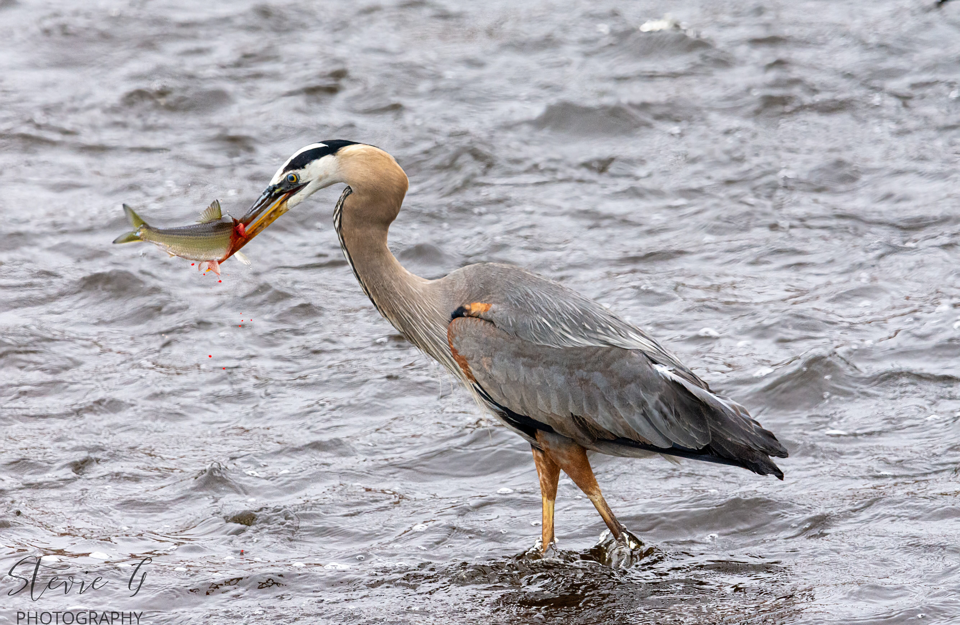 Great Blue Heron