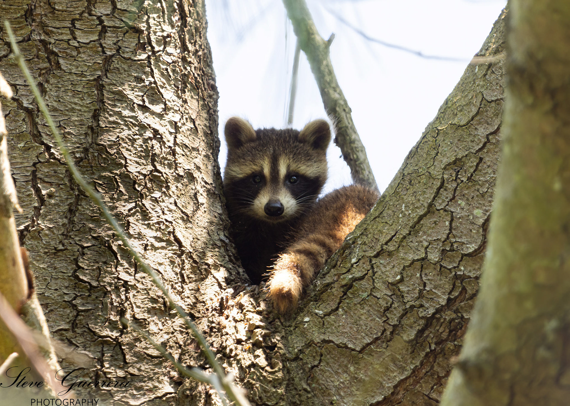 Racoon Odiorne state park