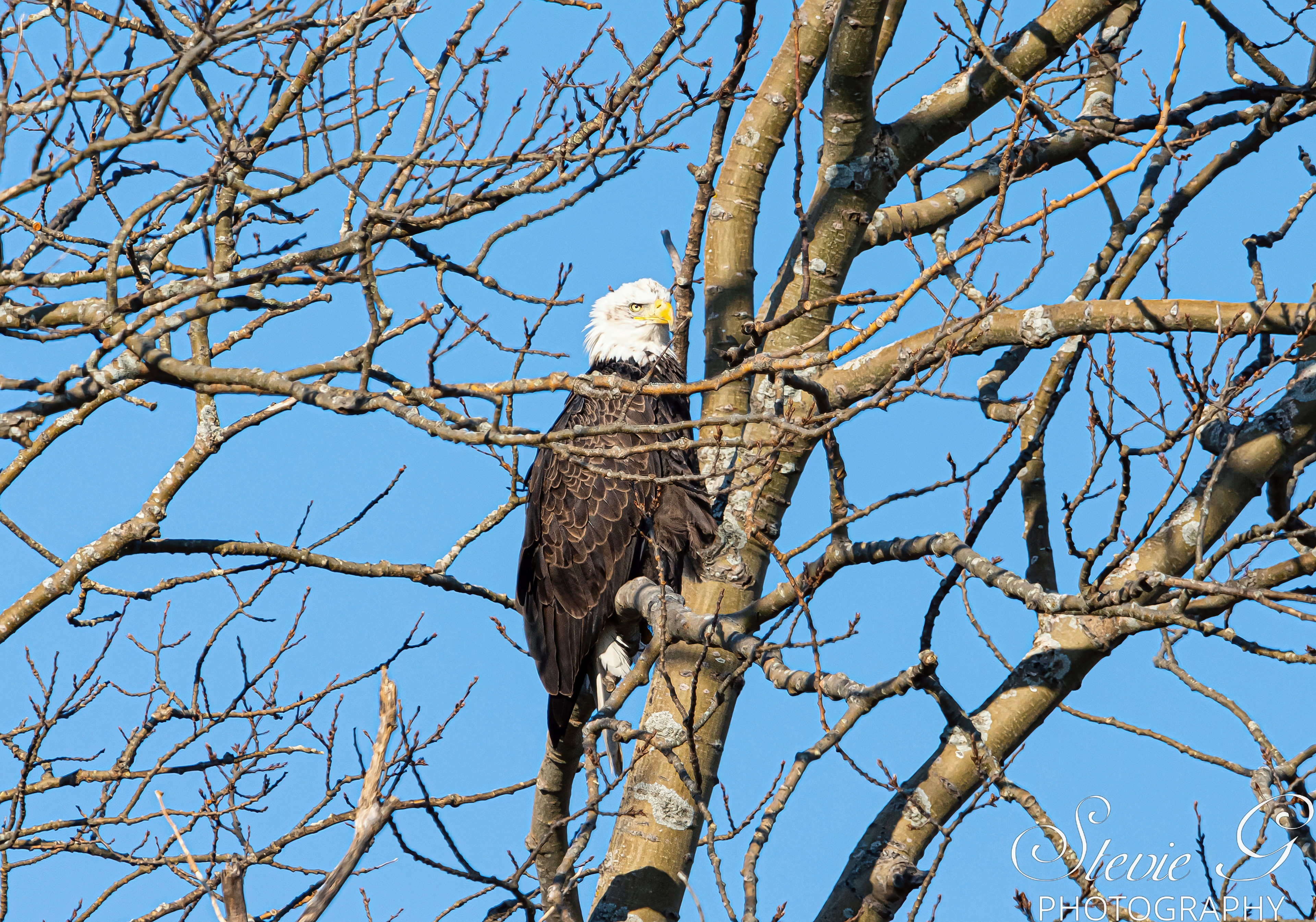 Bald Eagle - Rye N.H.