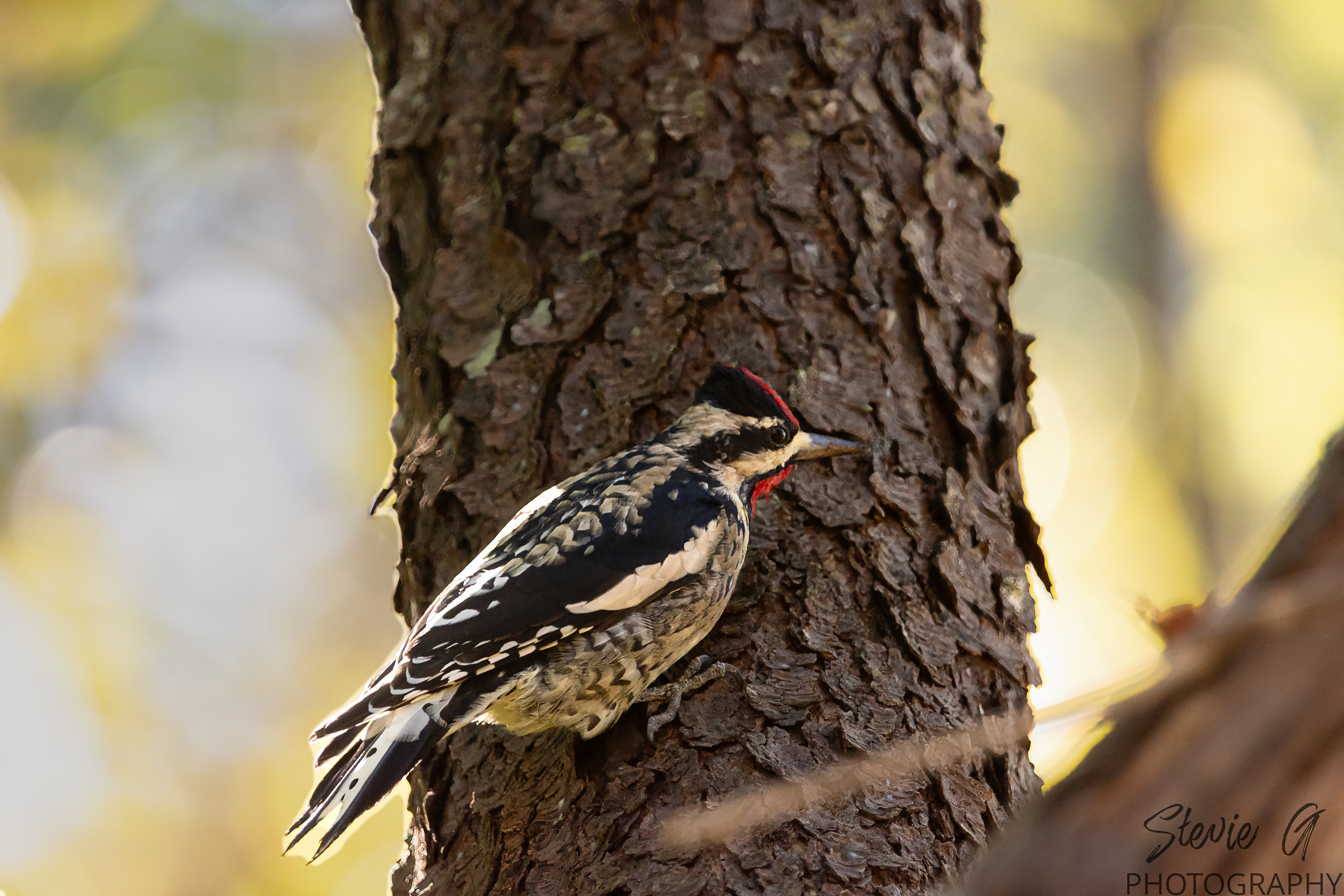  Yellow-bellied sapsucker