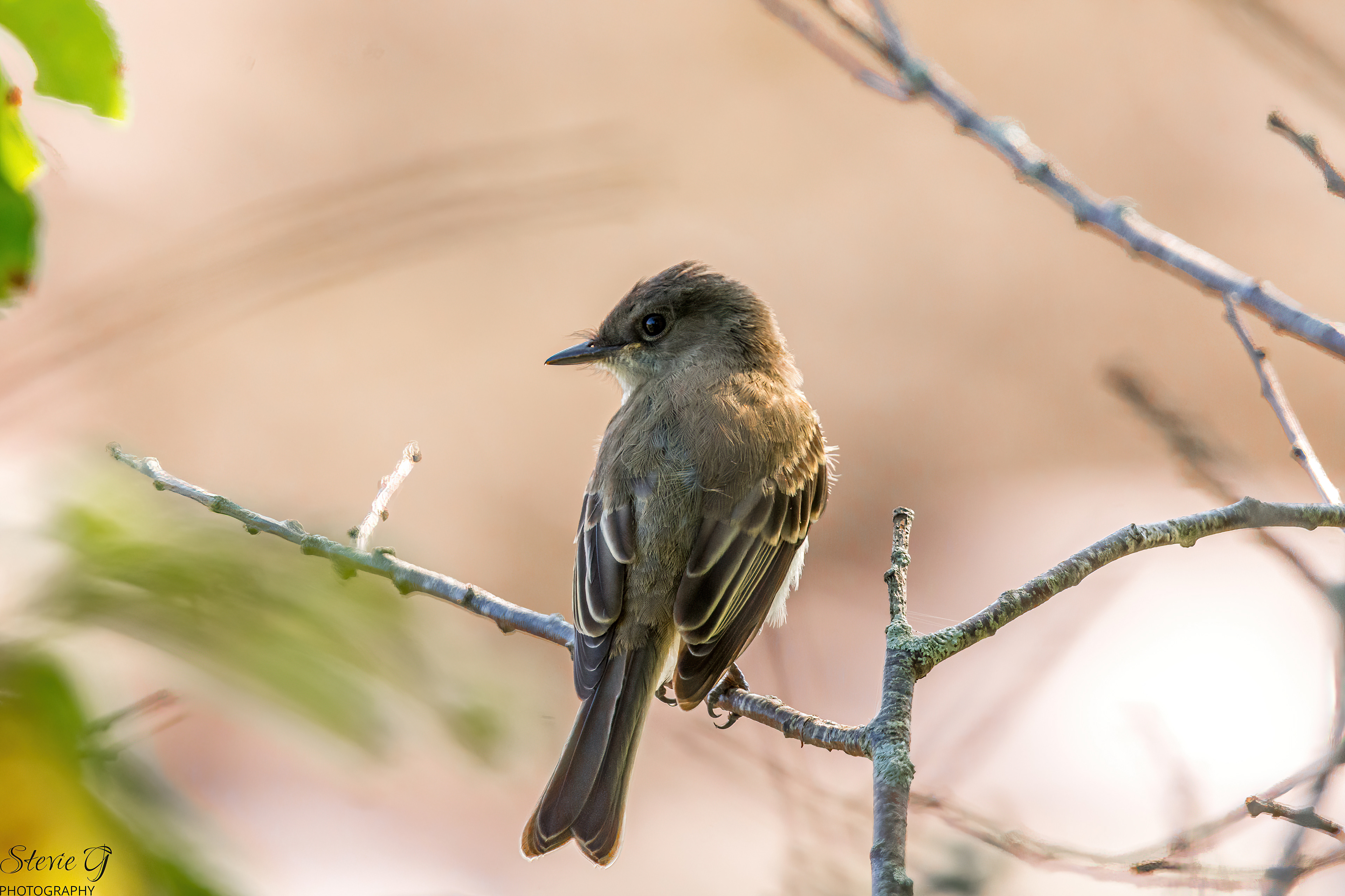 Eastern phoebe Odiorne State Park