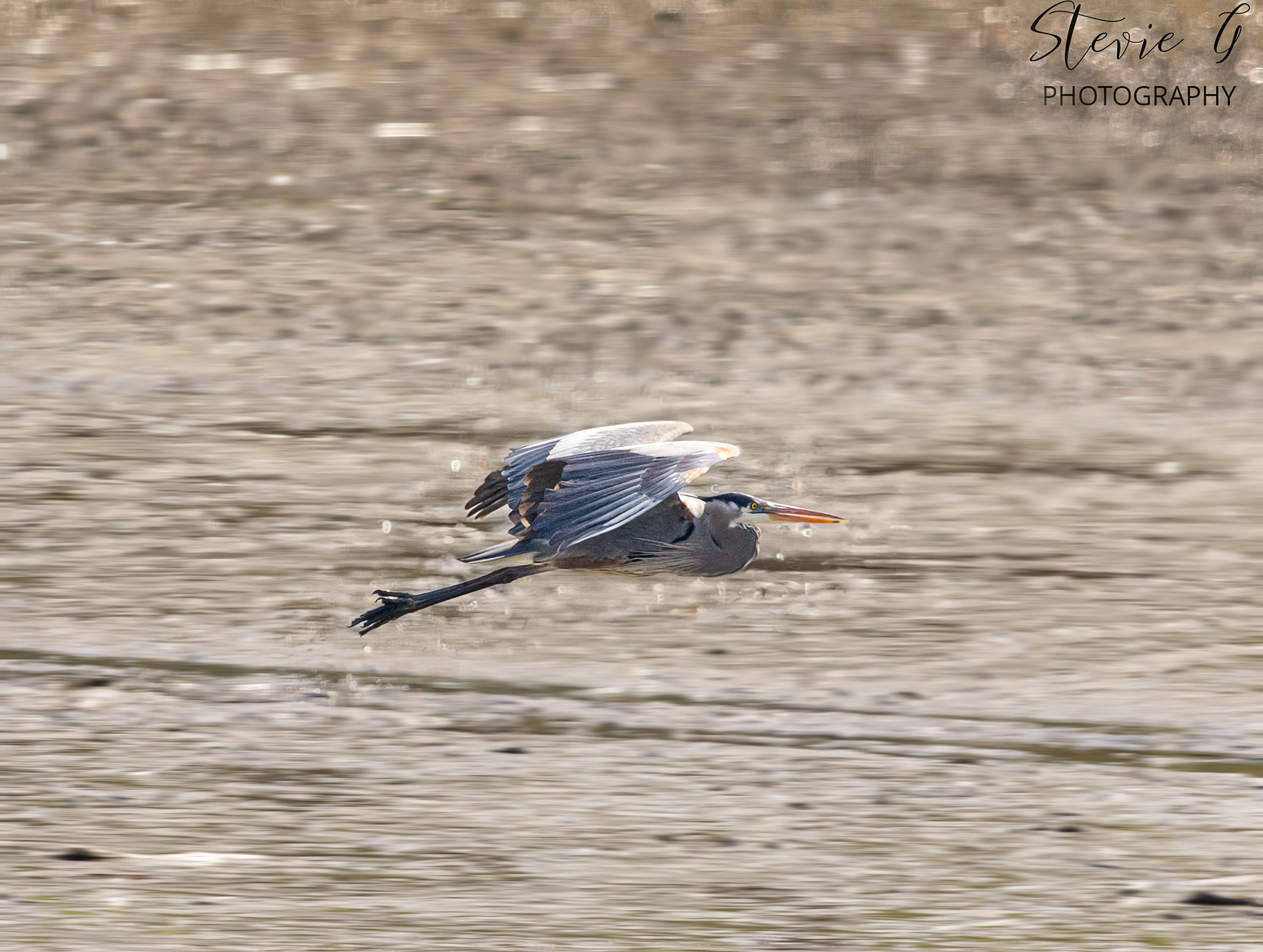 Blue Heron - Osprey - Southern N.H.