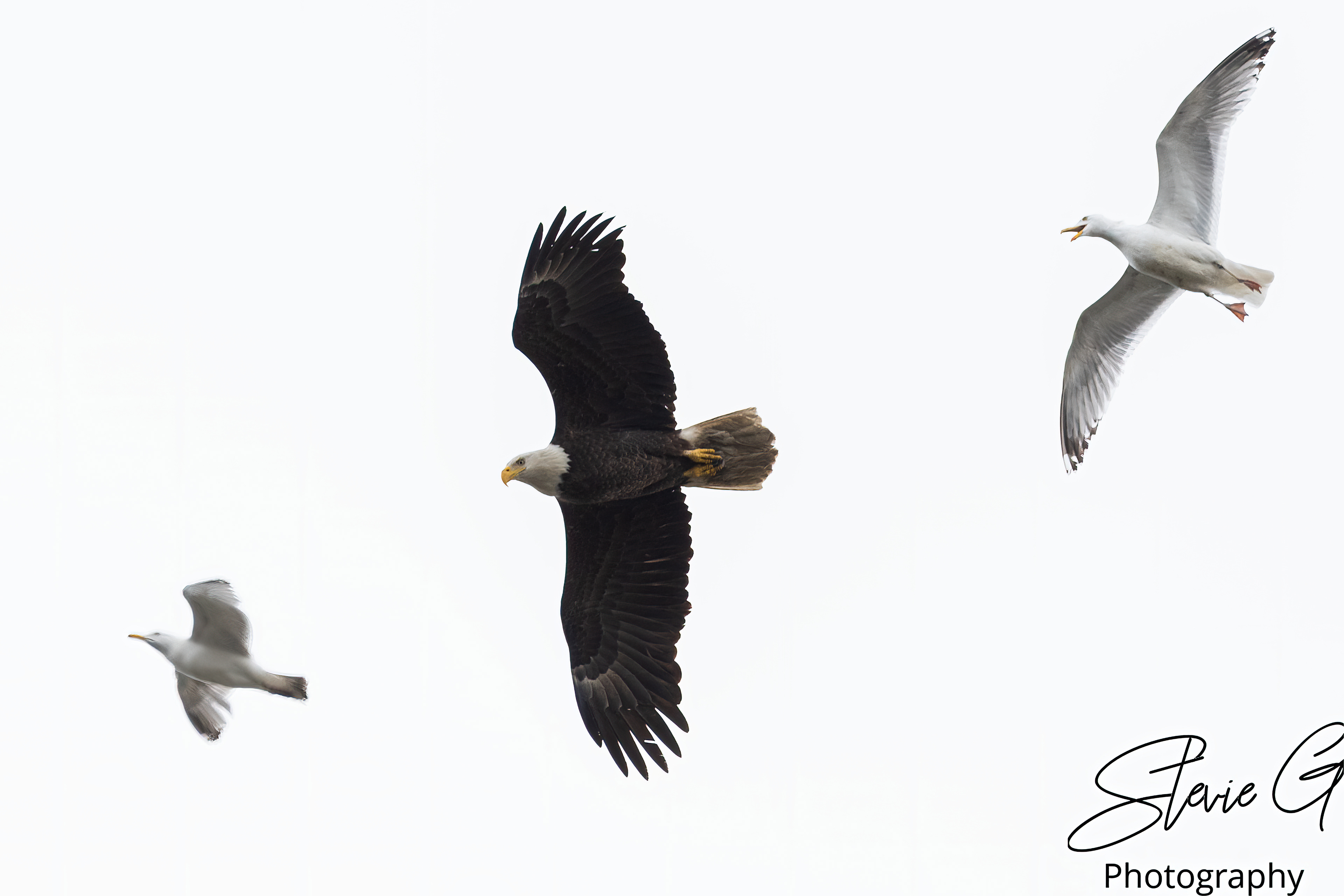 Eagle