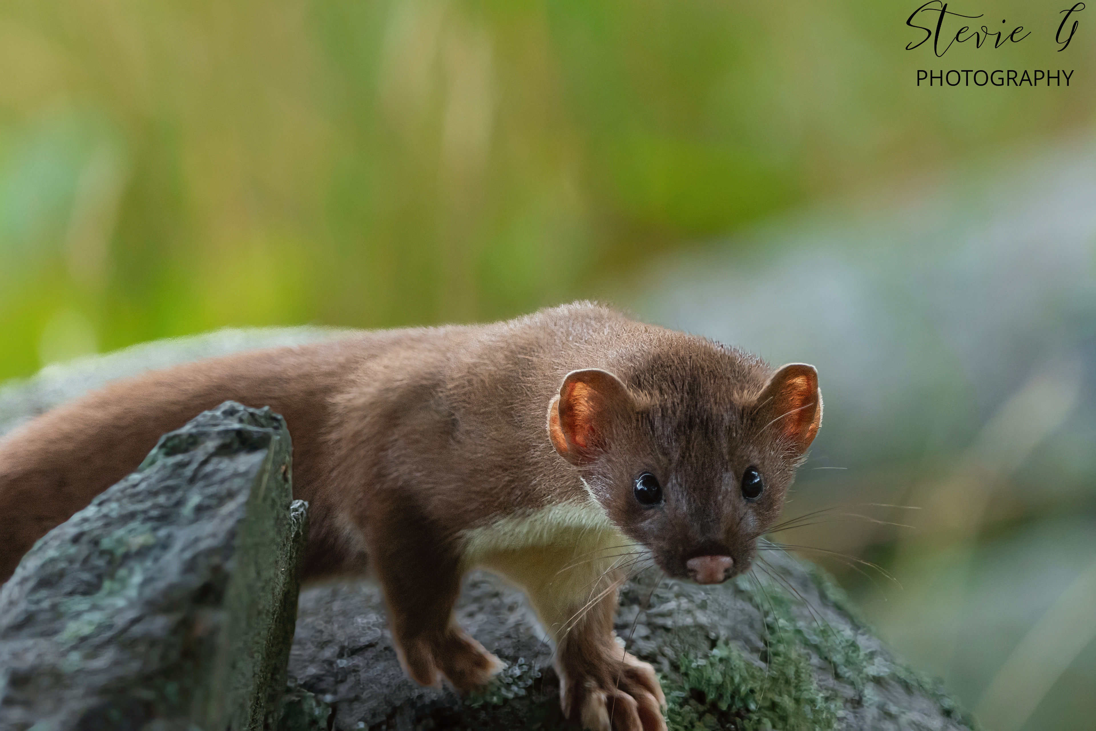 Stoat- Odiorne State Park