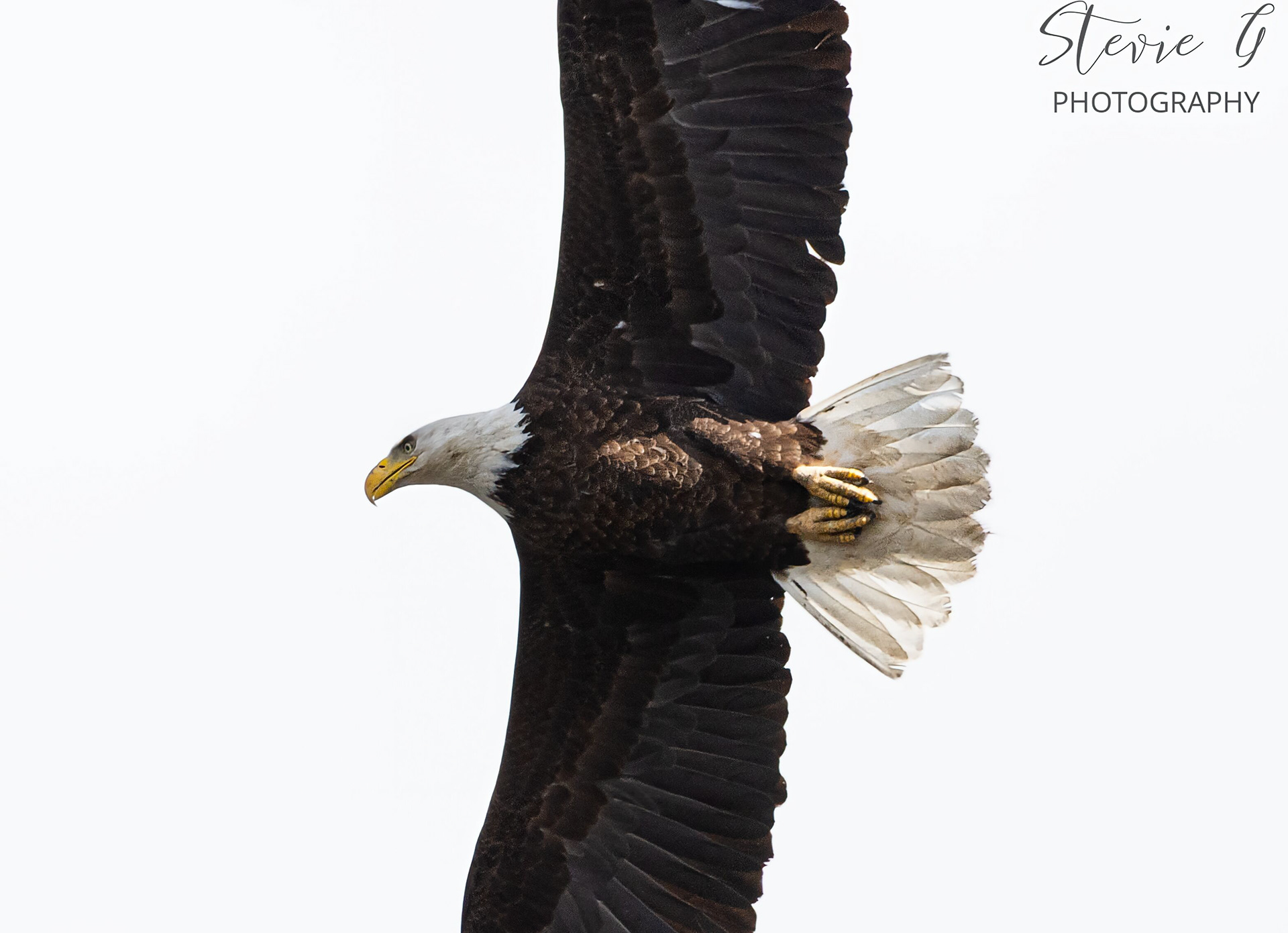 Bald Eagle - Southern N.H.