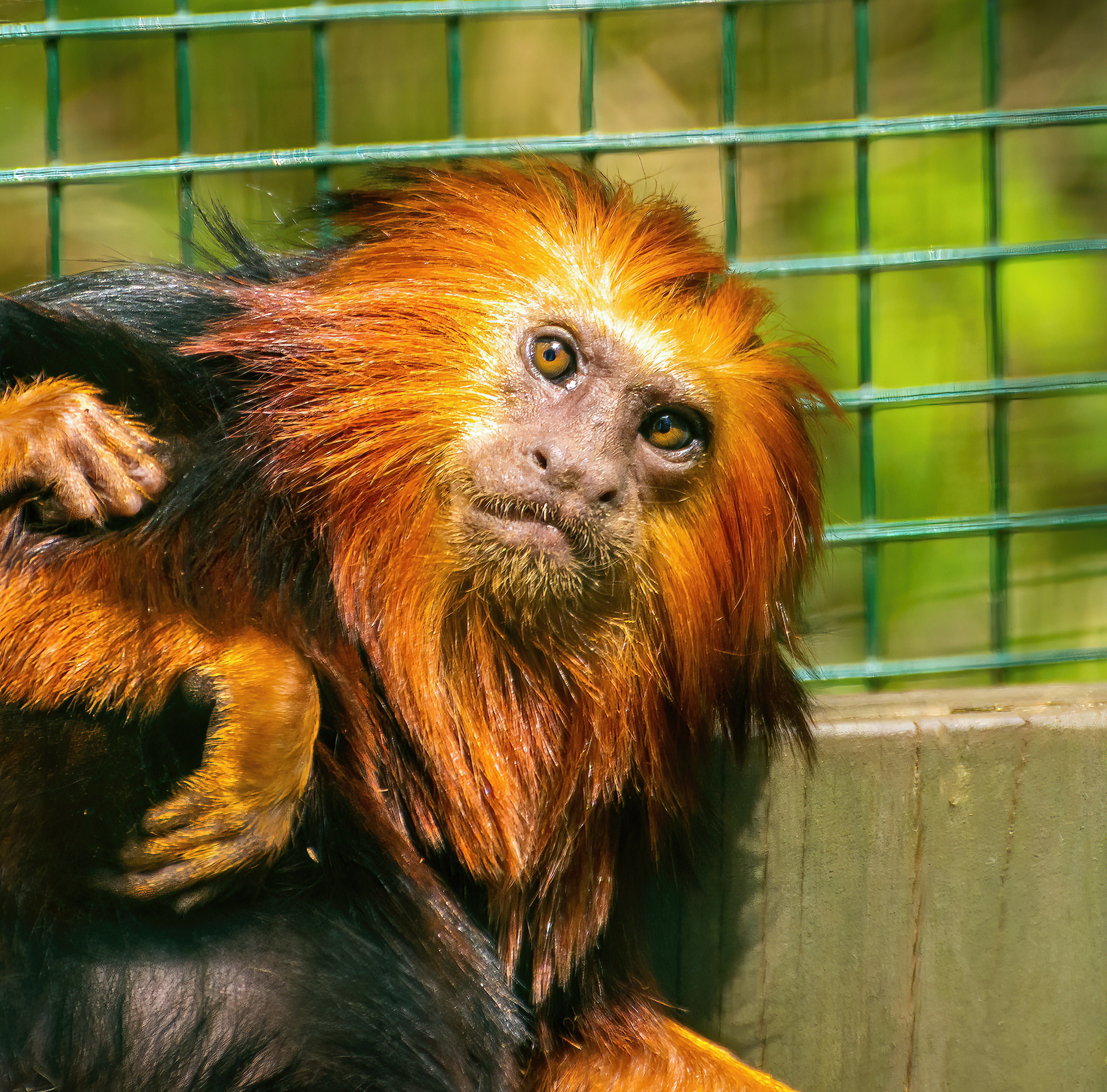 Golden Headed Lion Tamarin