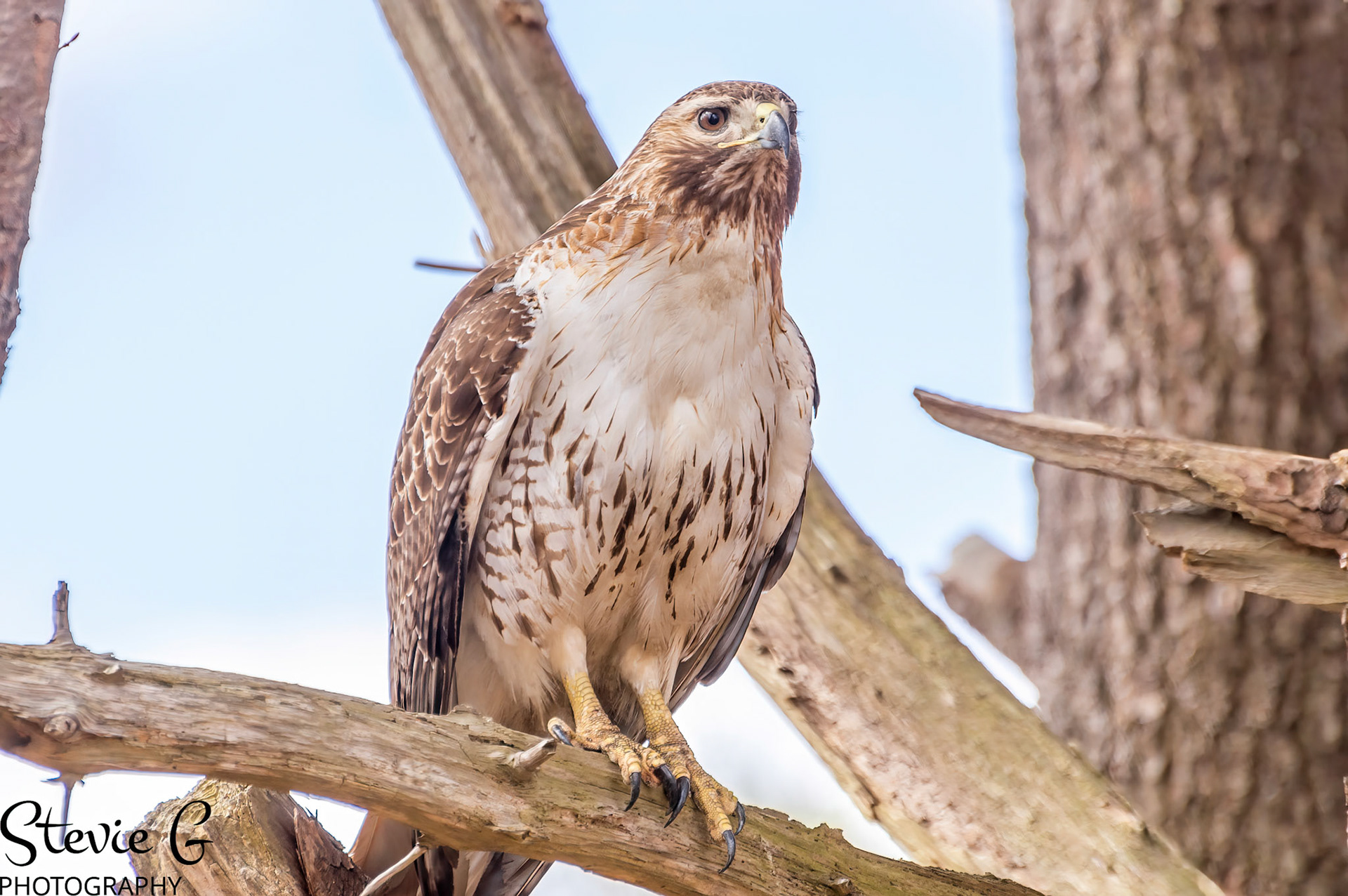 Redtail Hawk at Odiorne State Park