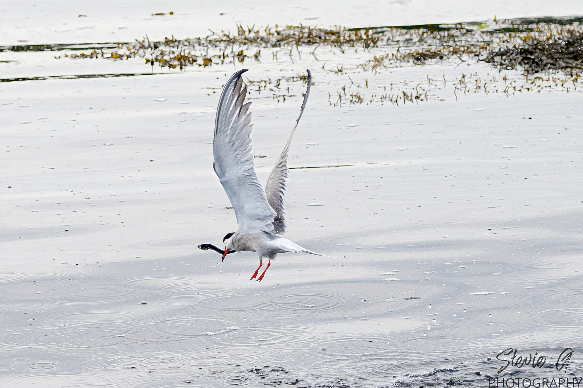 Common tern