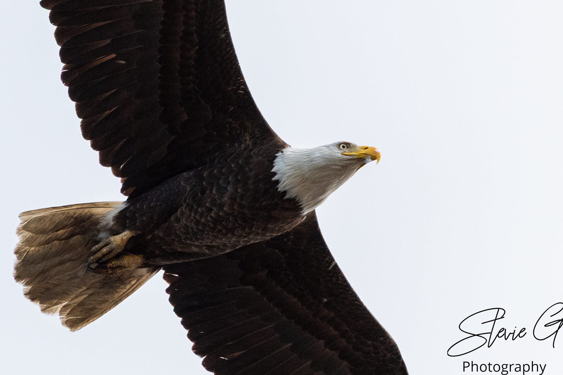 Eagle