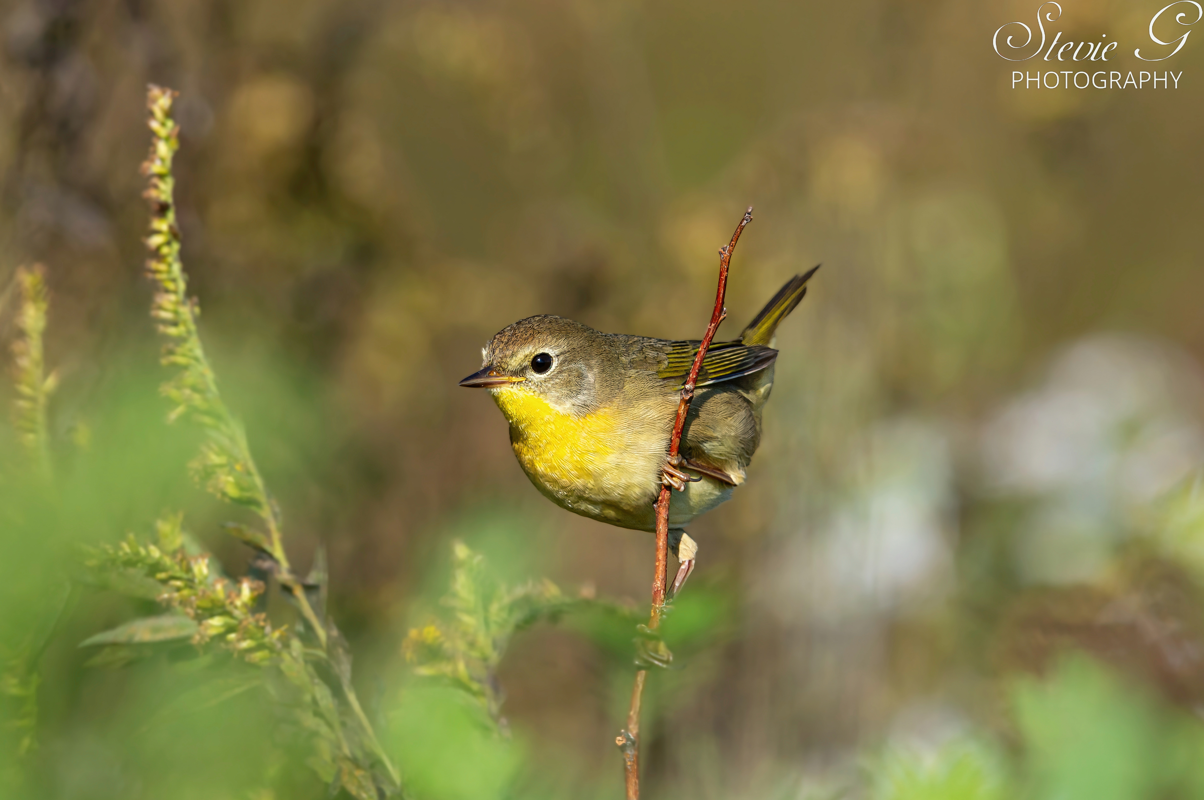 Yellow Throat Warbler Odiorne State Park