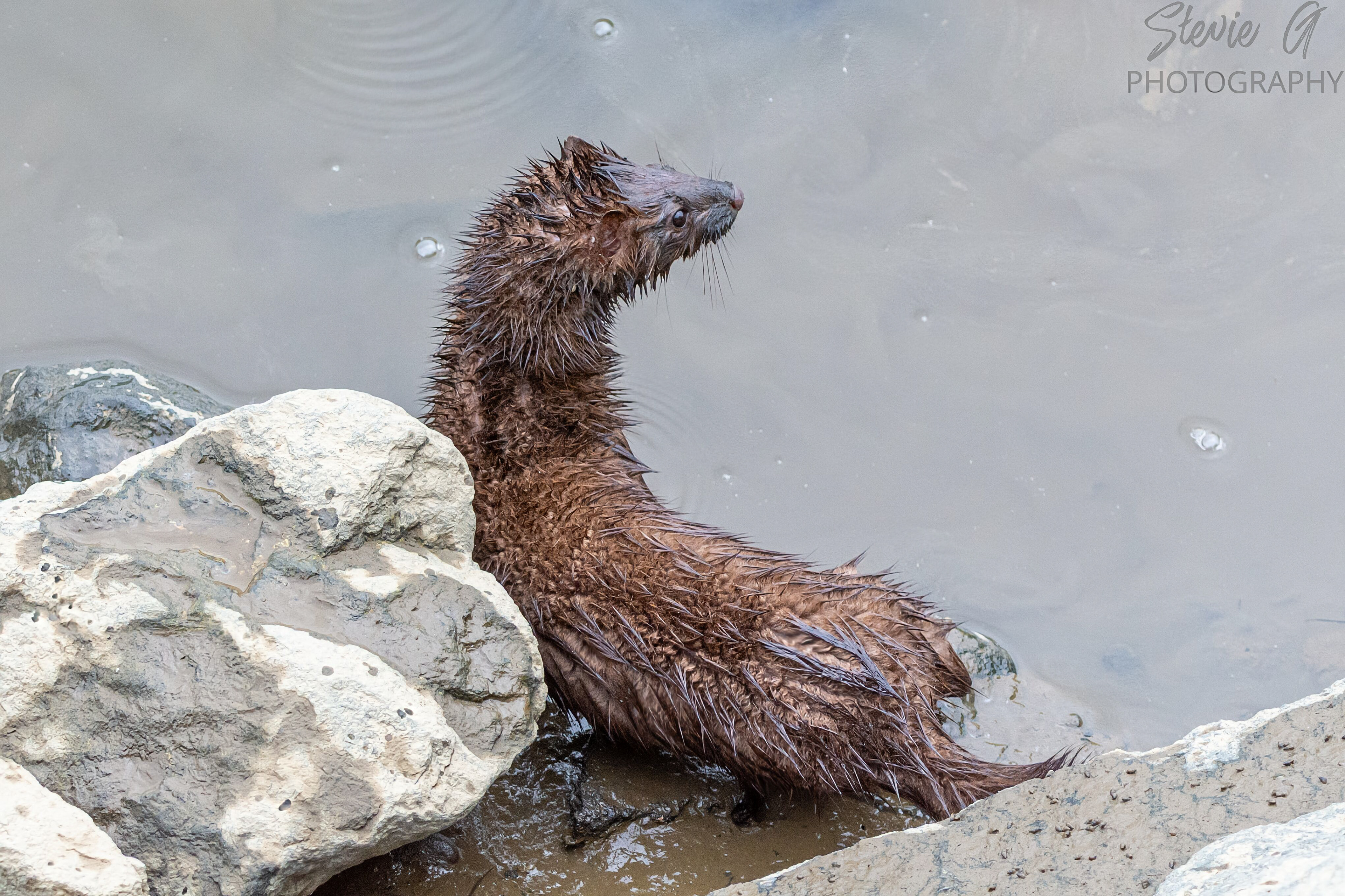 Mink