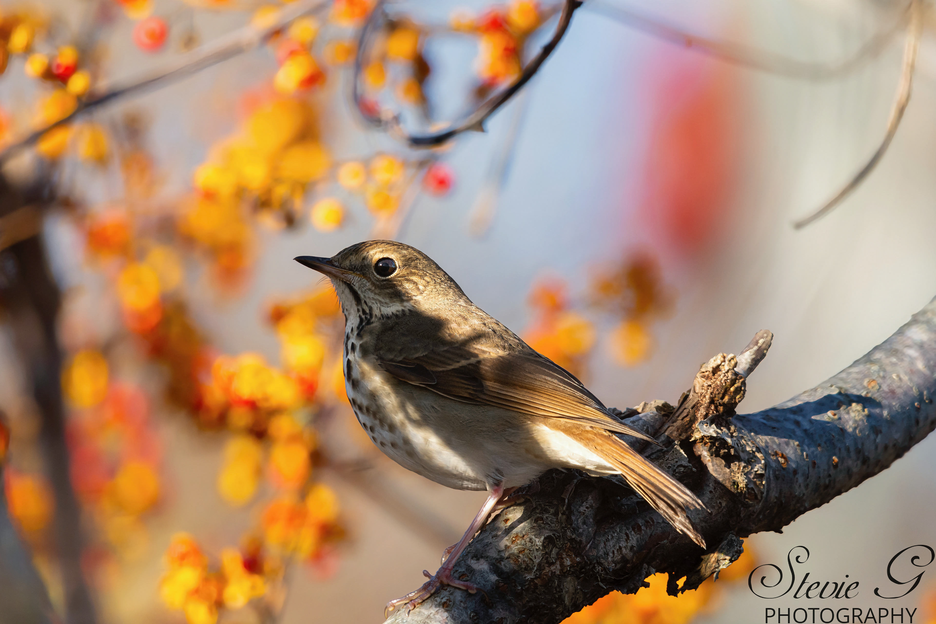 Hermit Thrush - Odiorne State Park