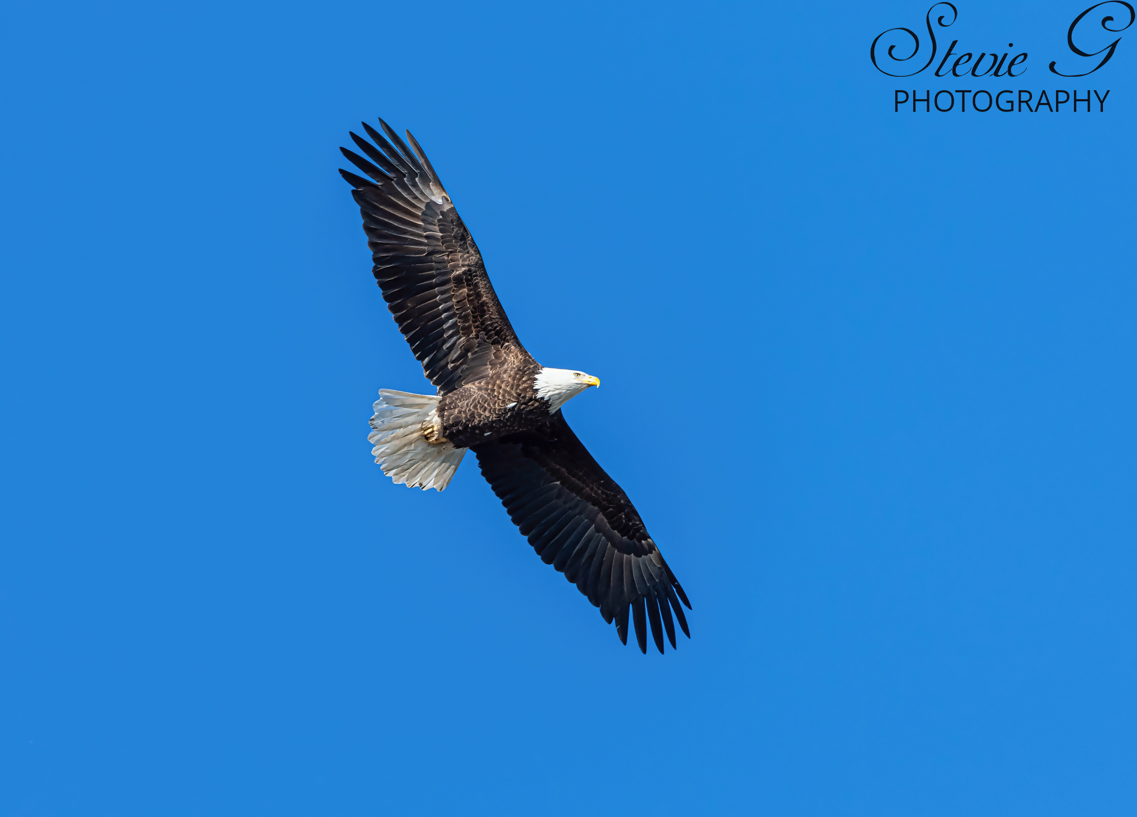 Bald Eagle - Rye N.H.