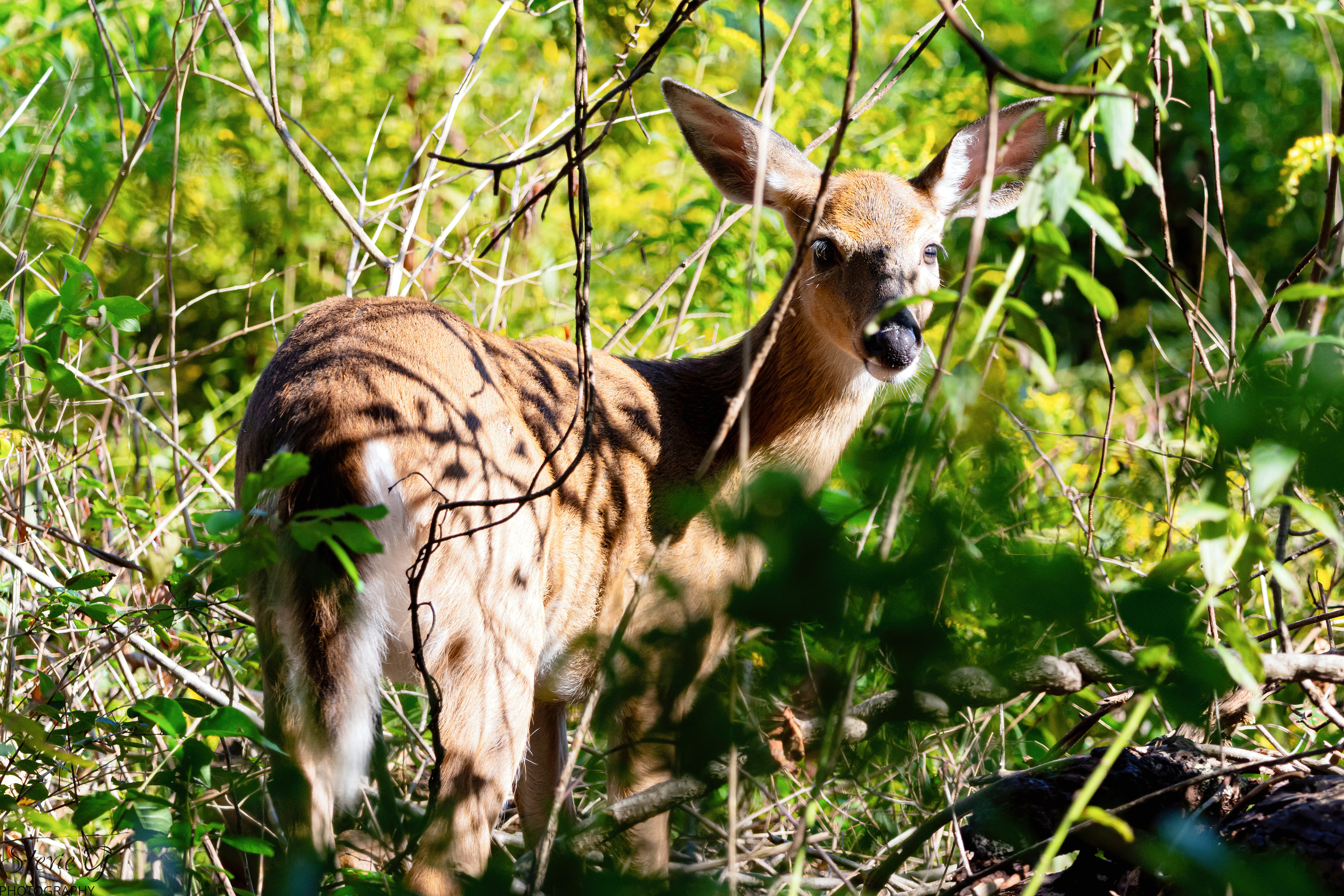 Whitetail Deer Odiorne State Park