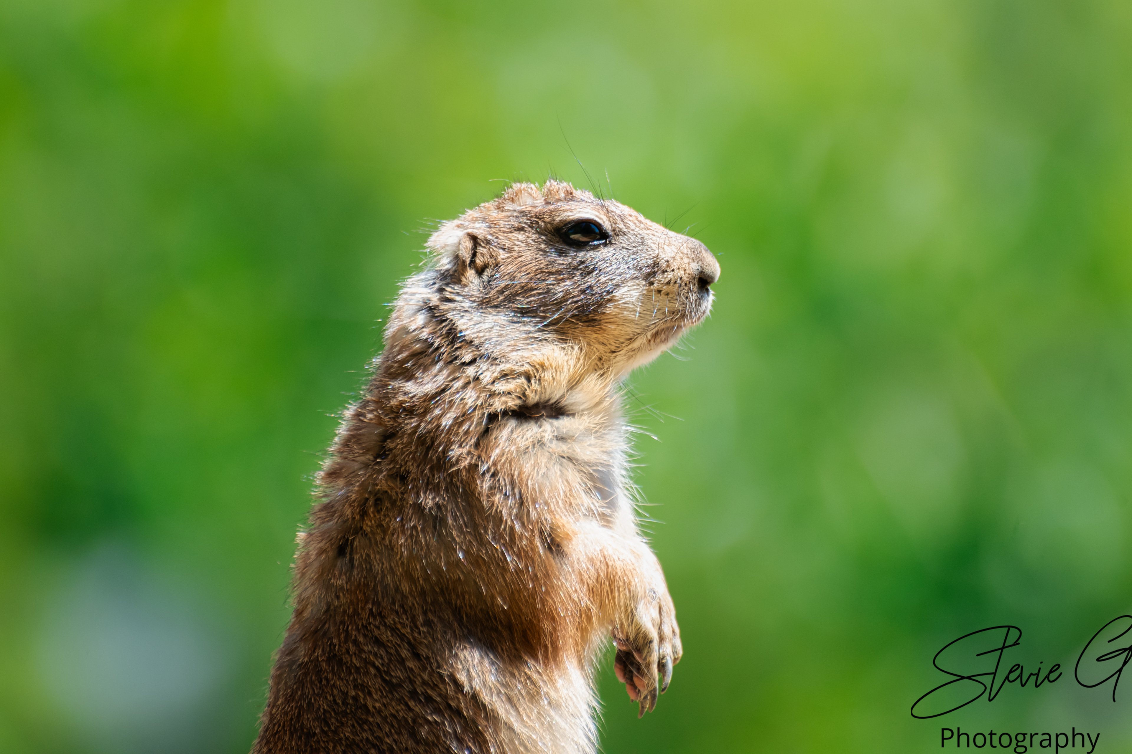  prairie dog