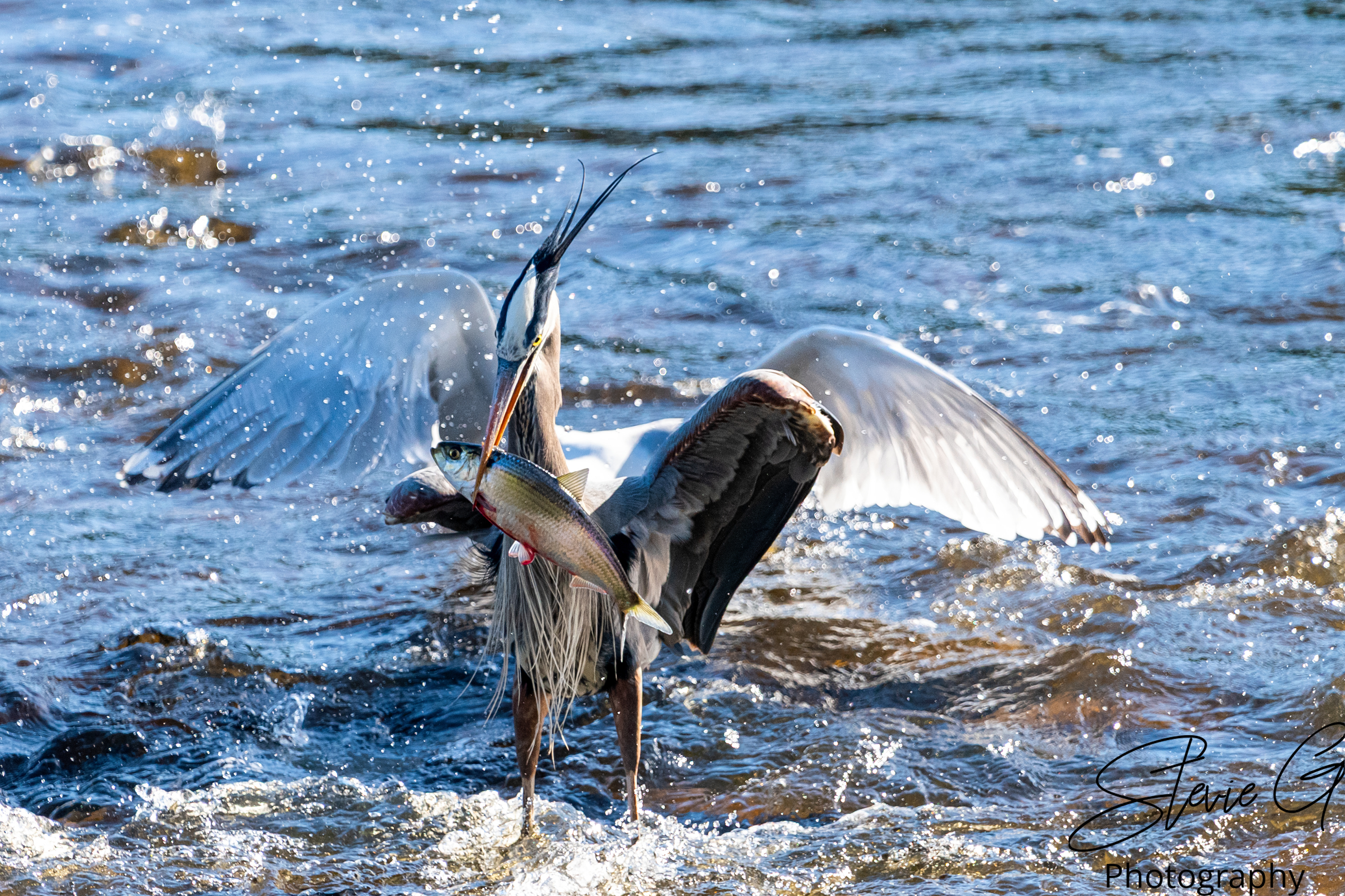 Blue Heron