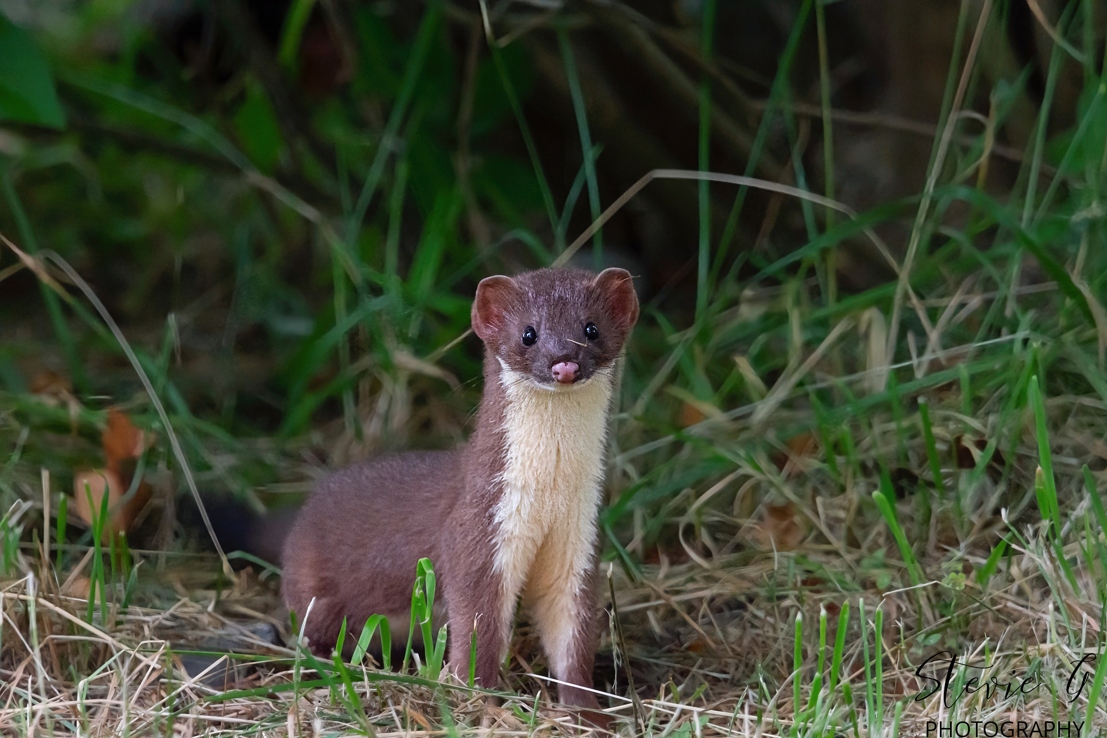 Stoat, also known as a short-tailed weasel or ermine