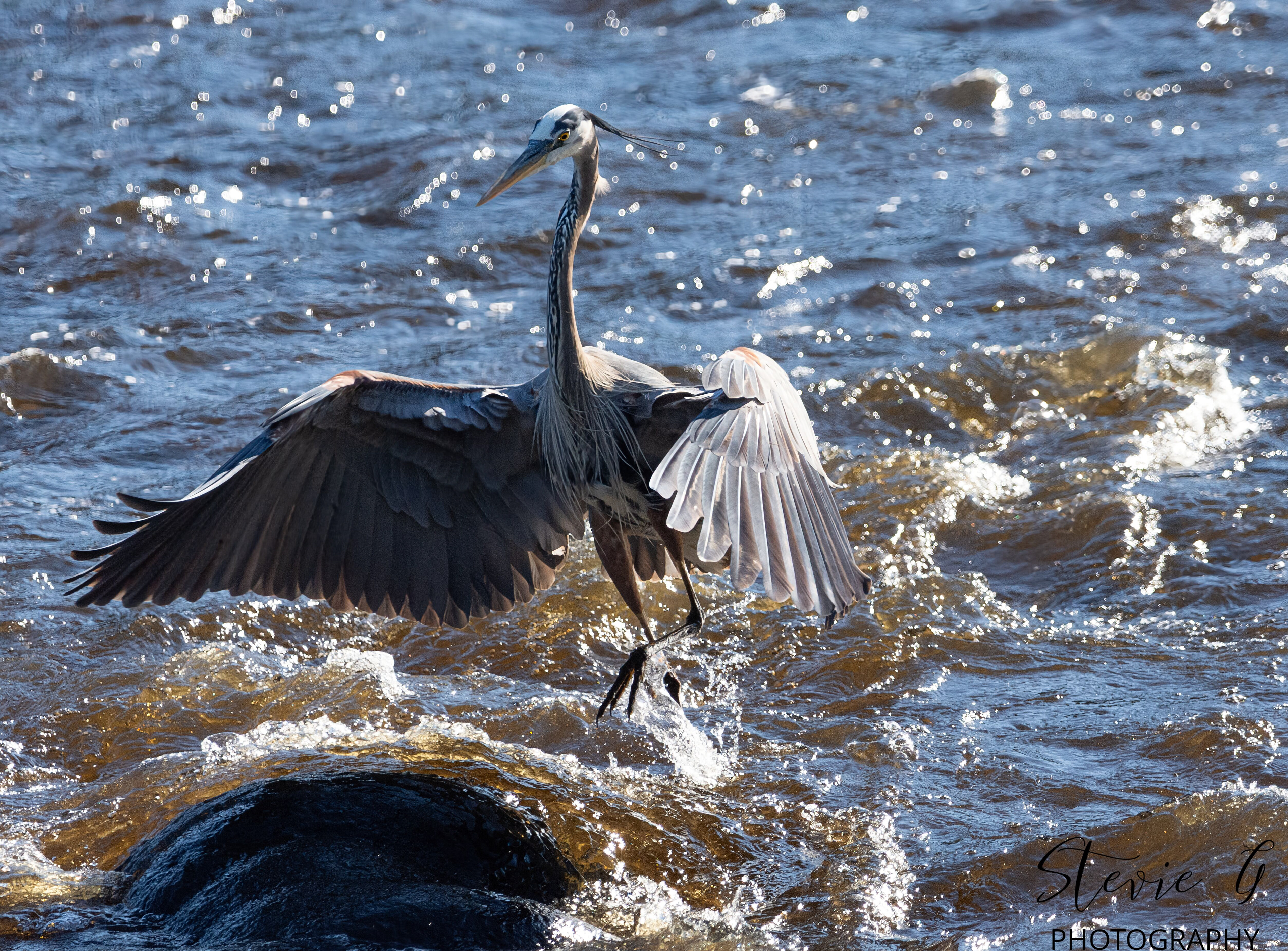 Great Blue Heron