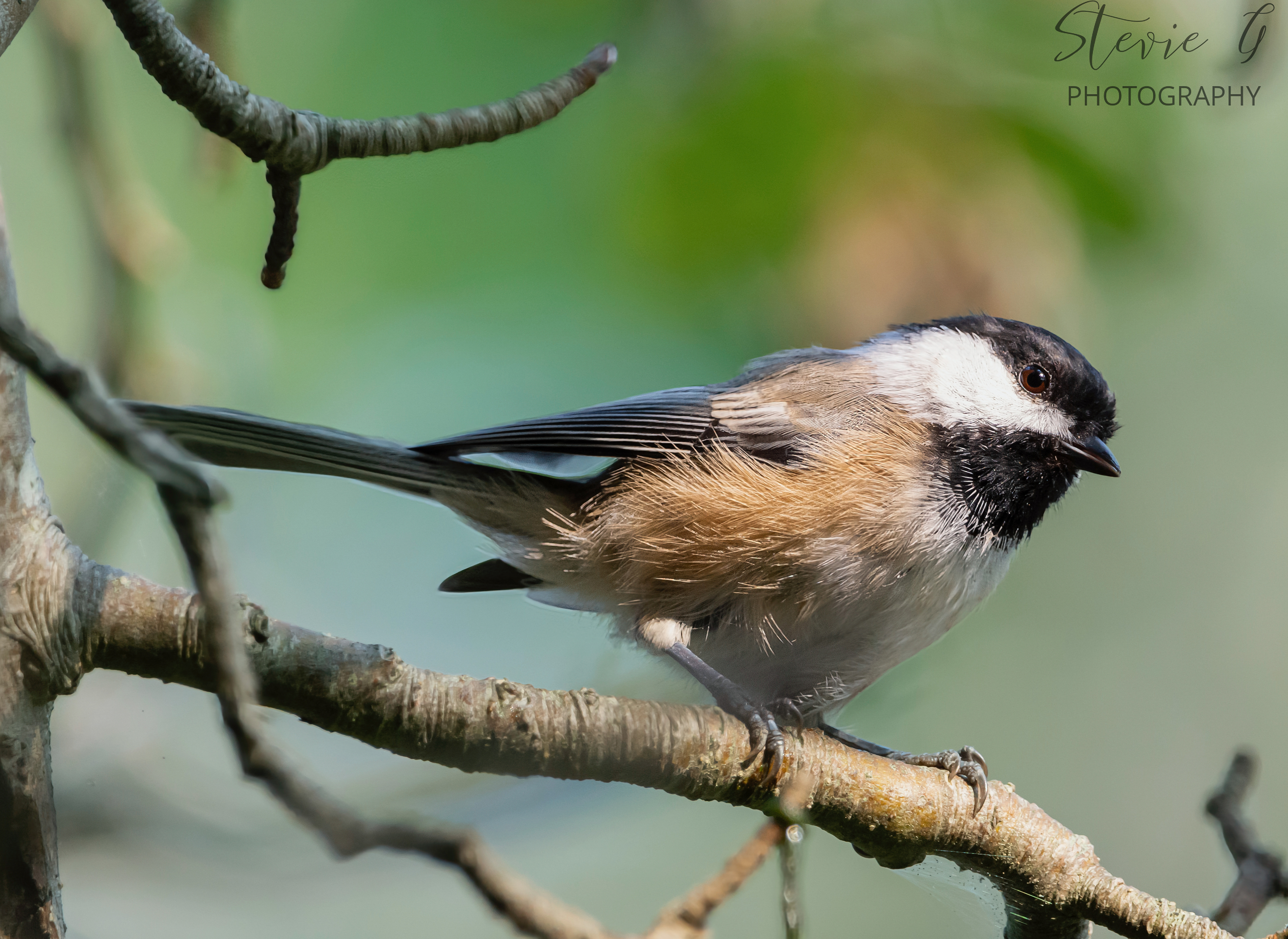 Chickadee - Odiorne State Park