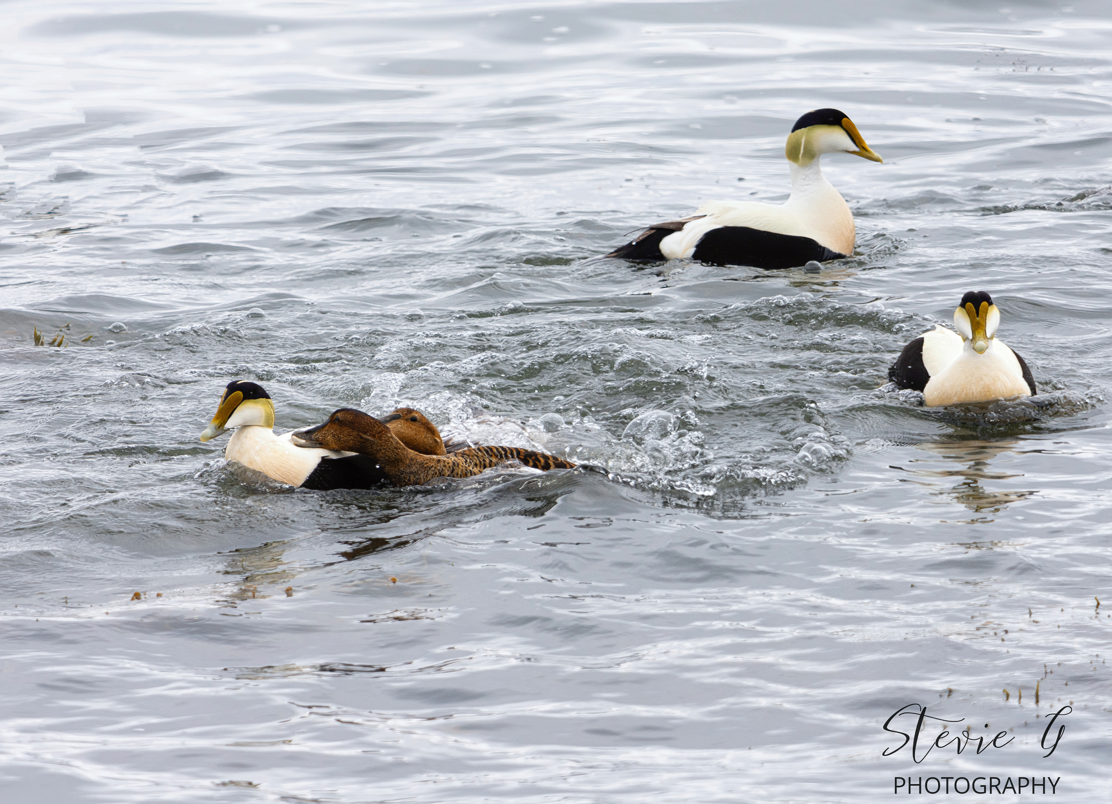 Common Eider Duck - Odiorne State Park