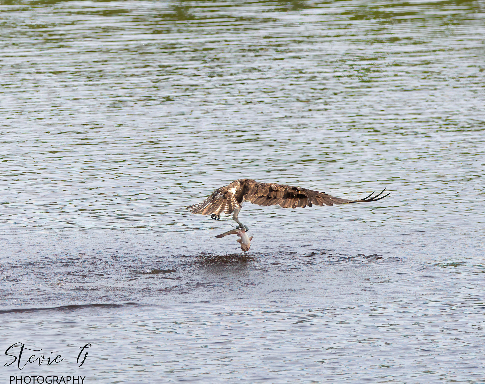 Osprey
