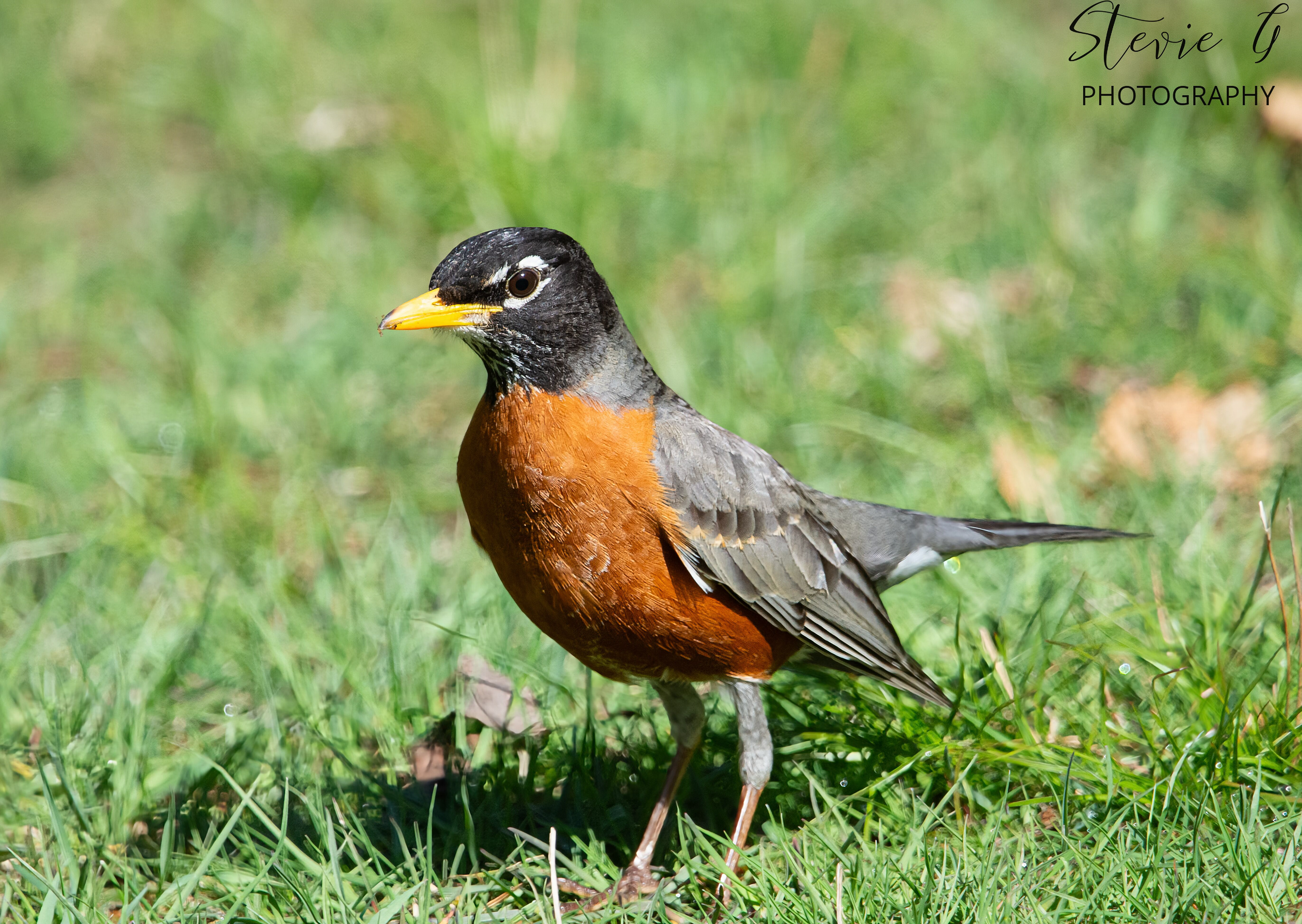 American Robin - Odiorne State Park