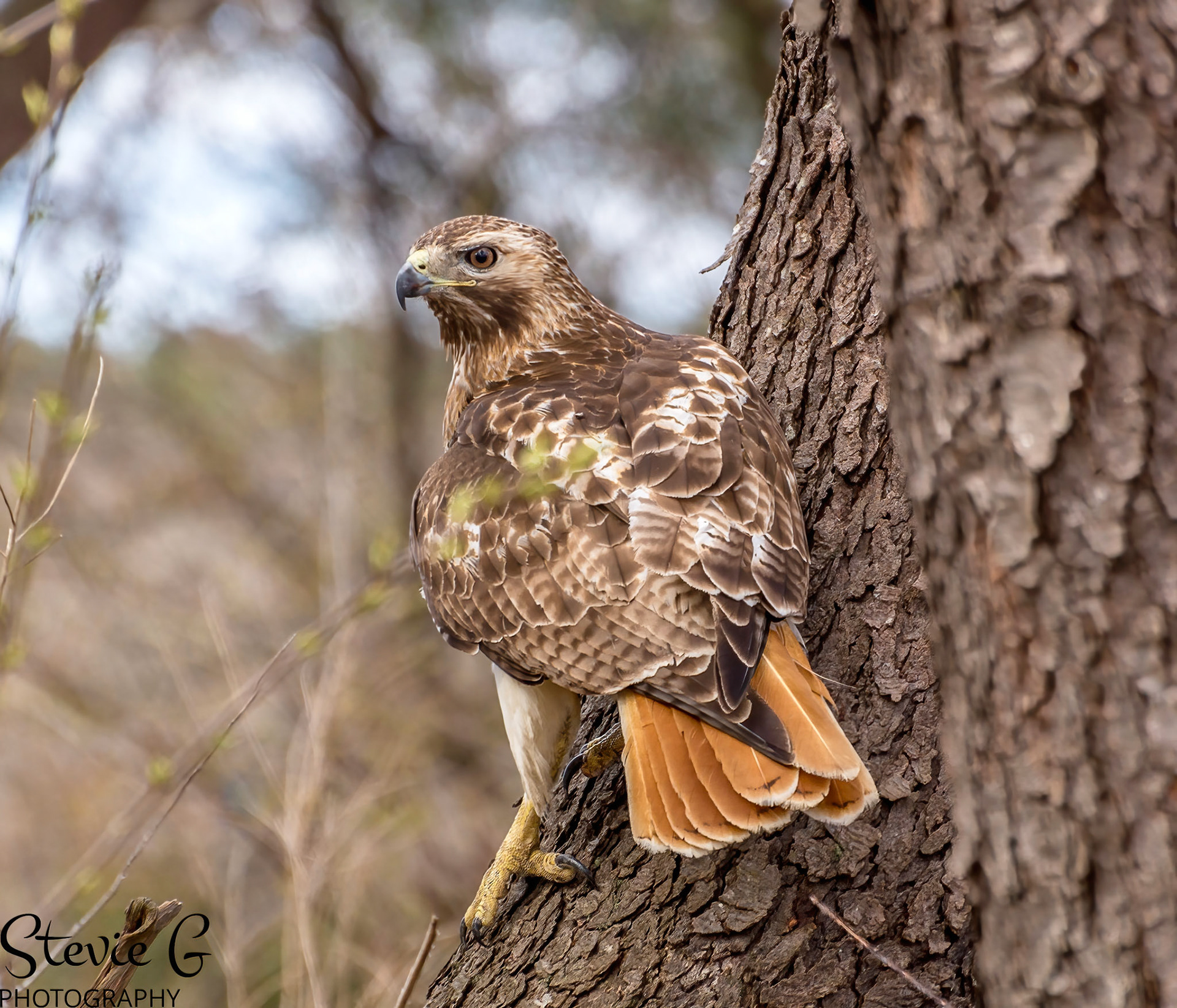 Redtail Hawk at Odiorne state park