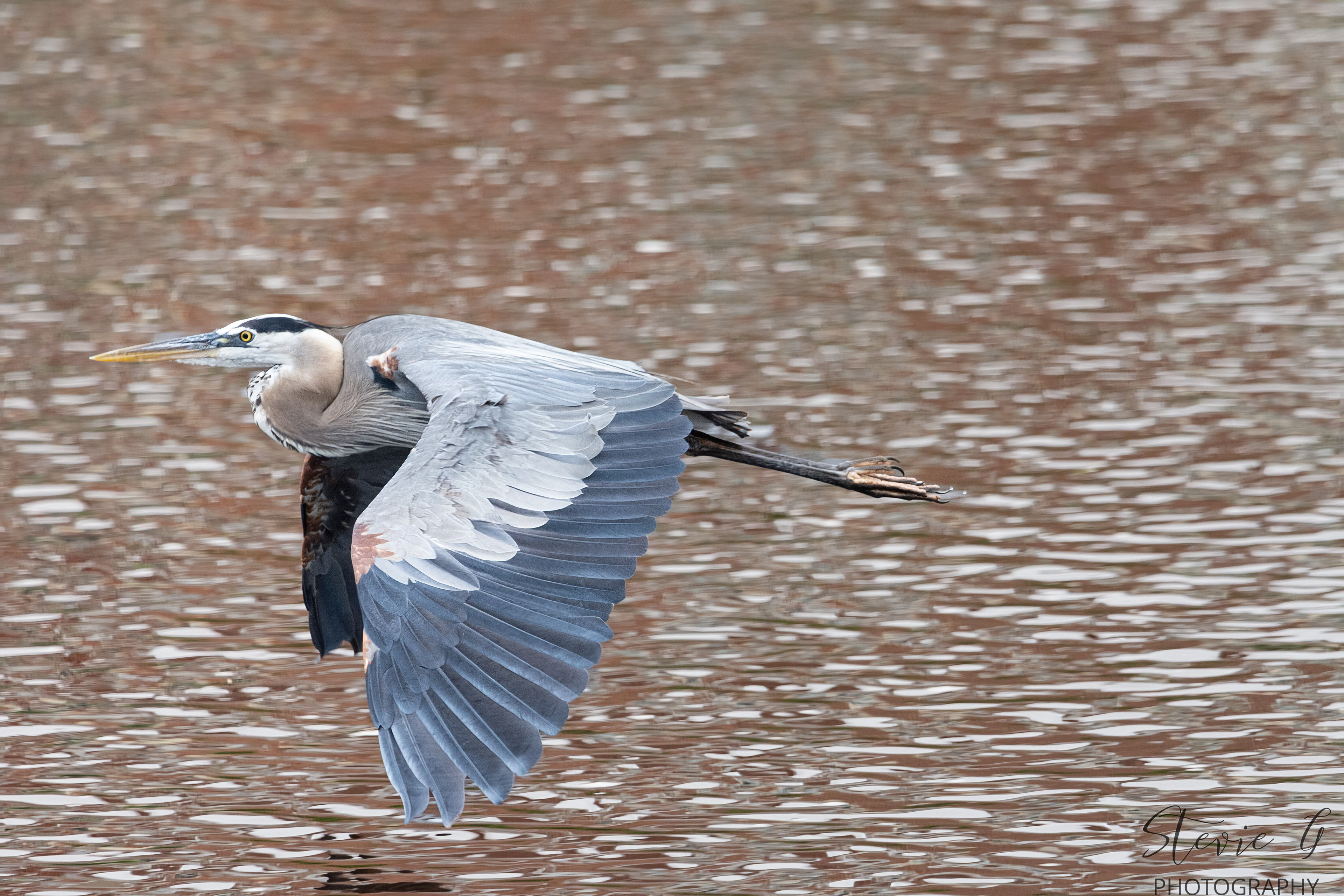Great Blue Heron