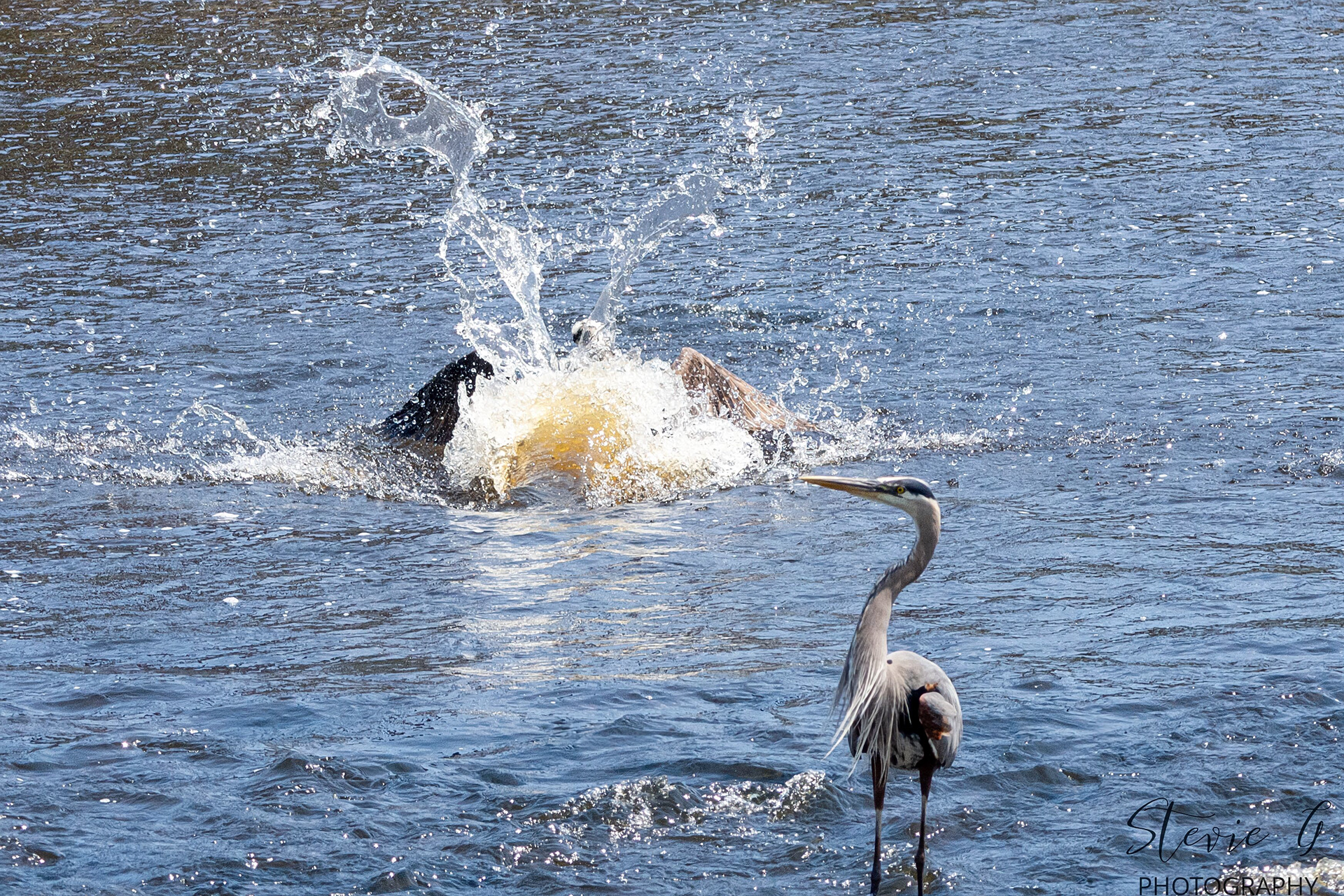 Great Blue Heron