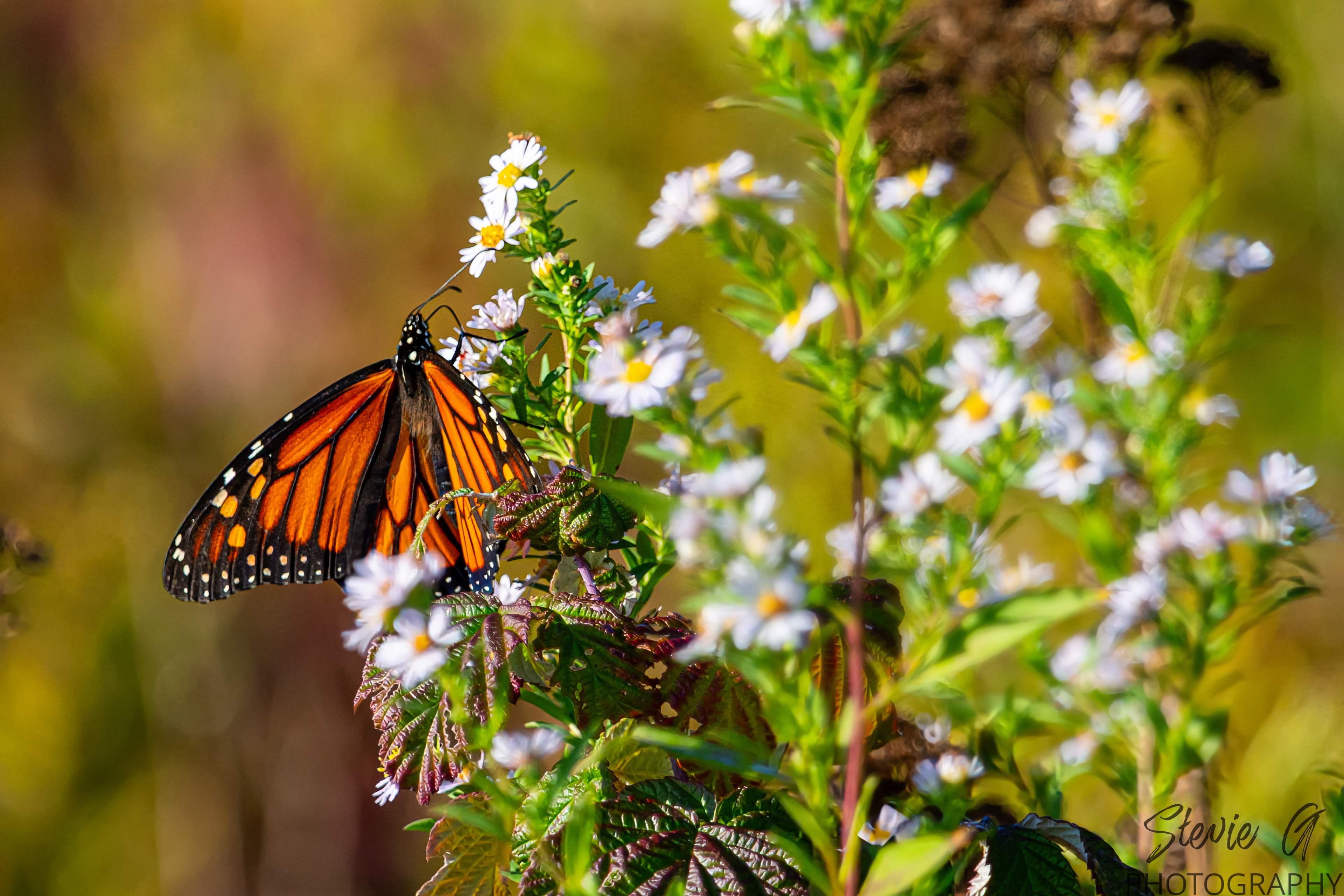 Odiorne state park - Monarch butterfly