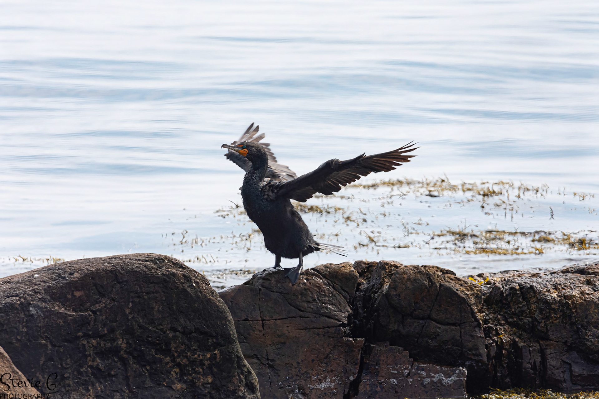 Common Cormorant bird Odiorne state park