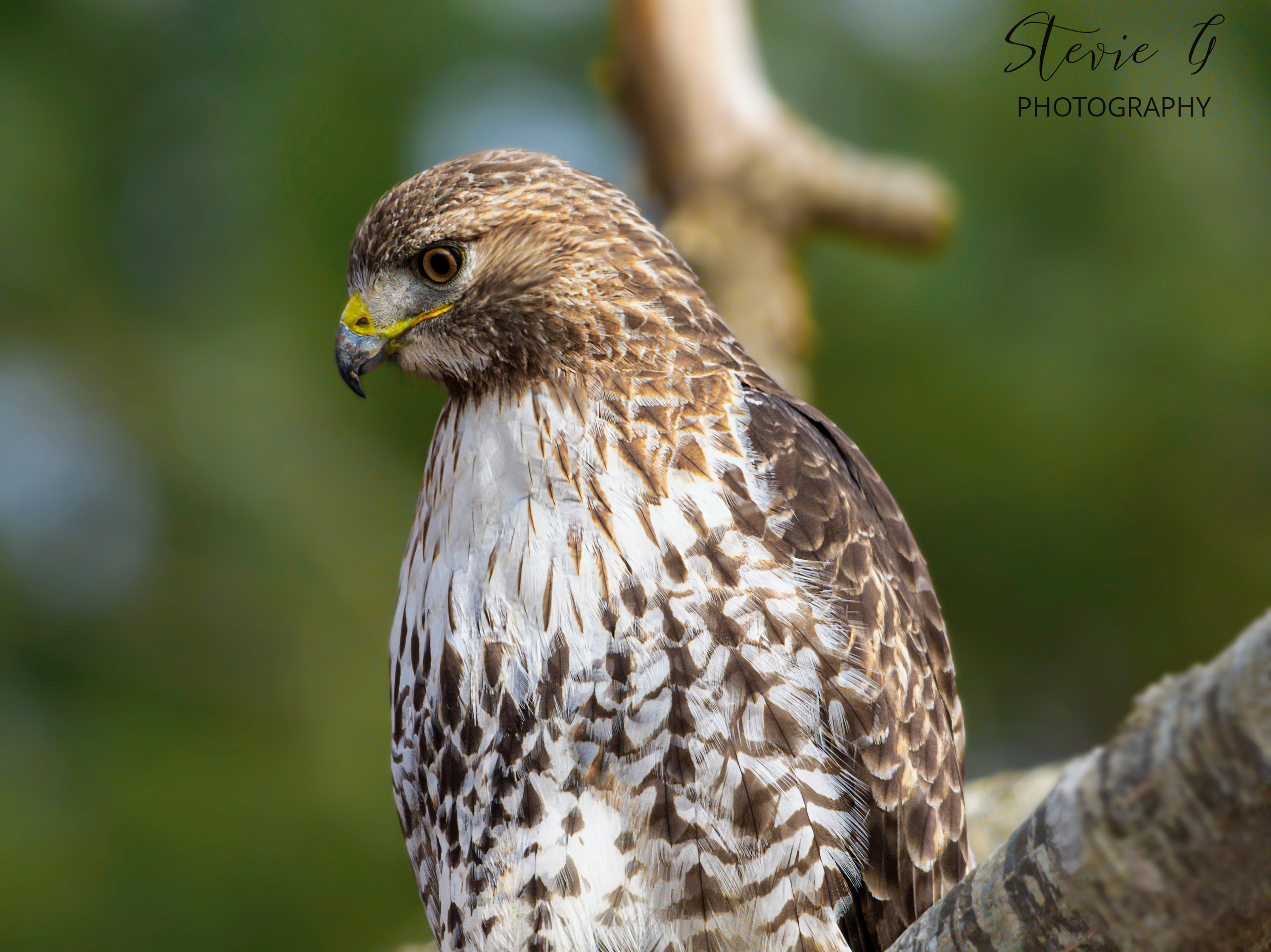 Redtail hawk