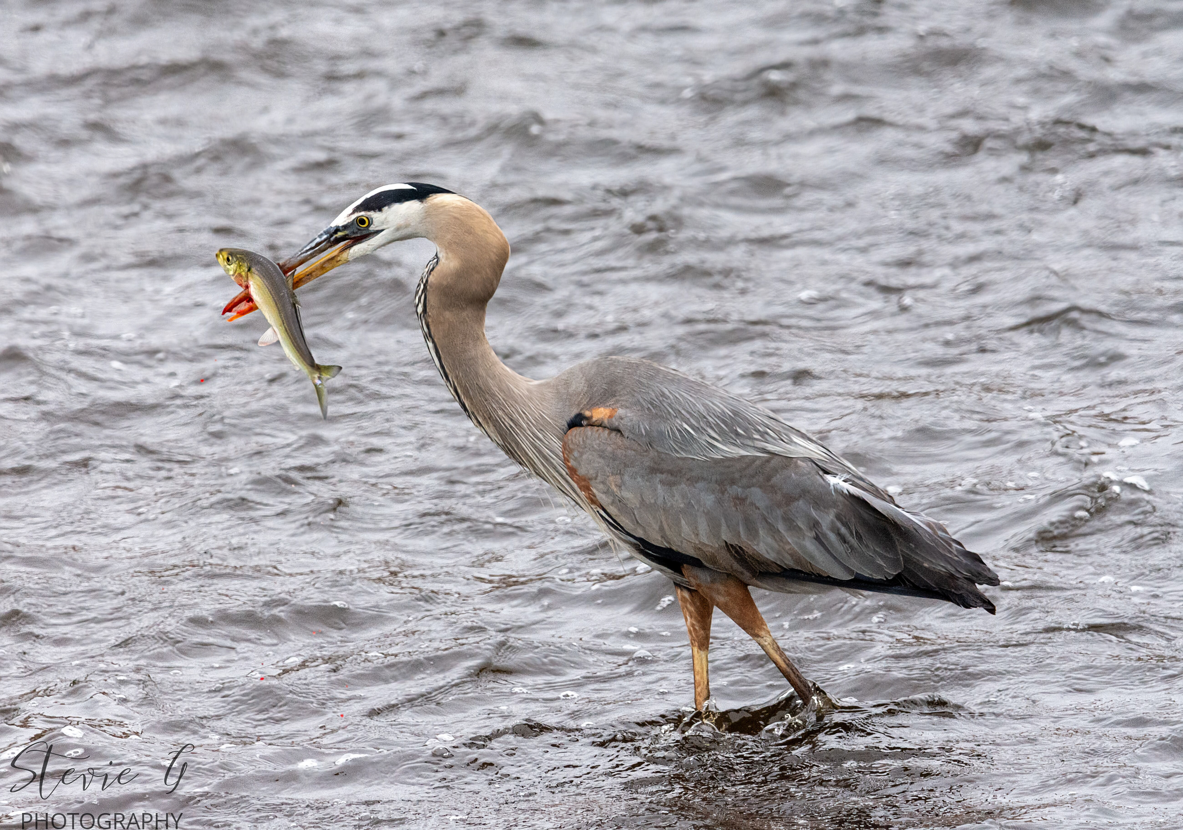 Great Blue Heron