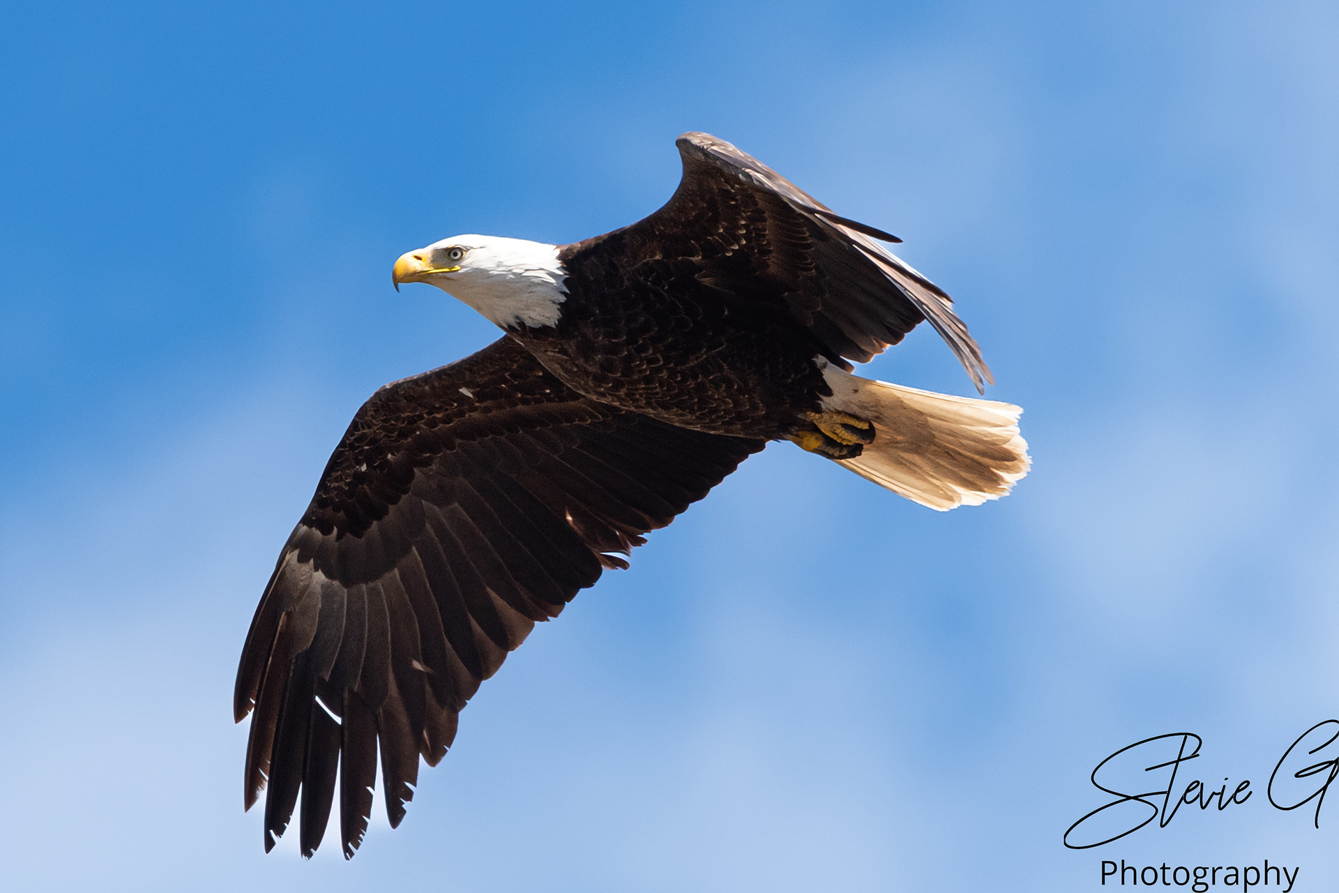 Eagle