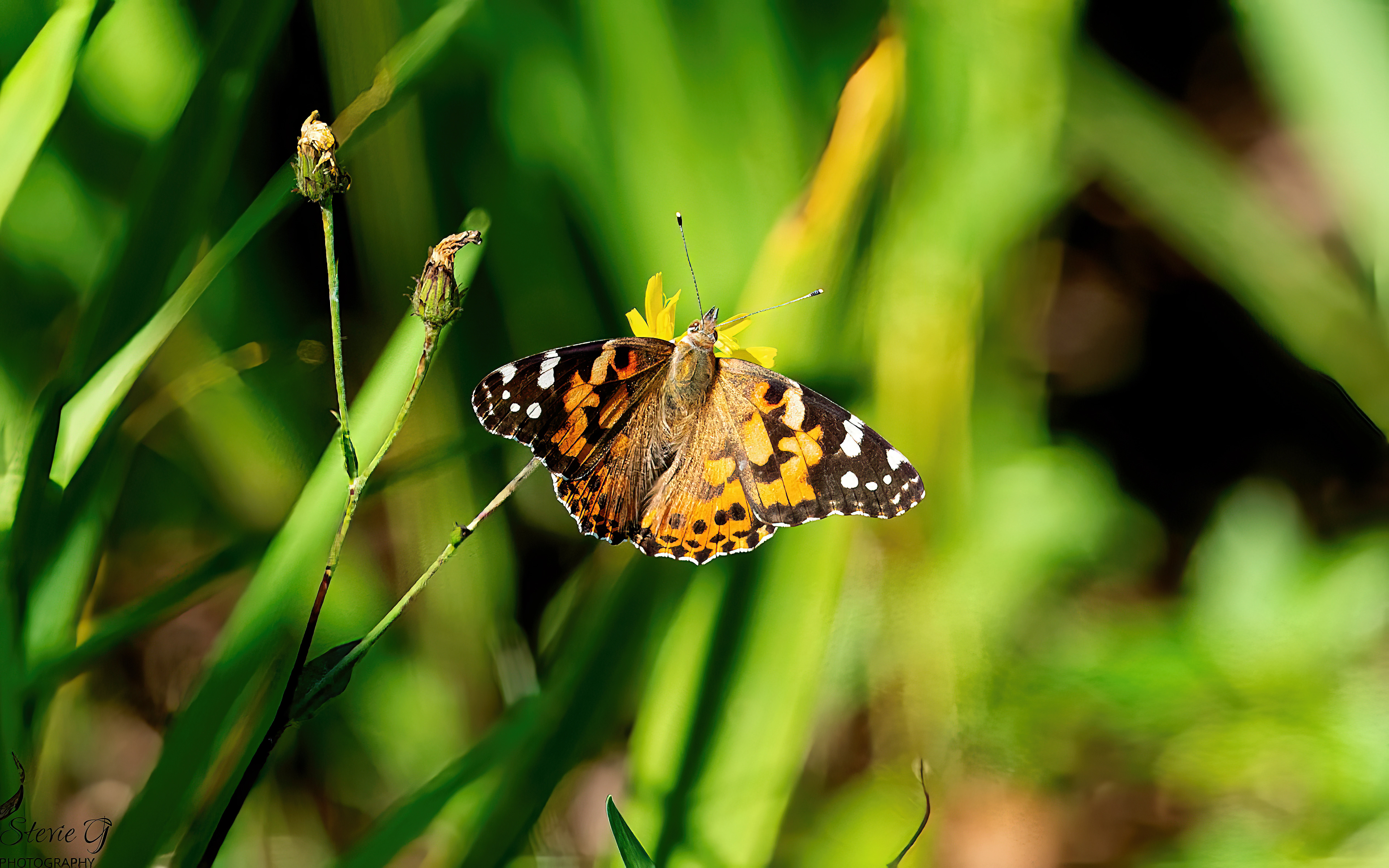 Painted Lady Butterfly Odiorne State Park