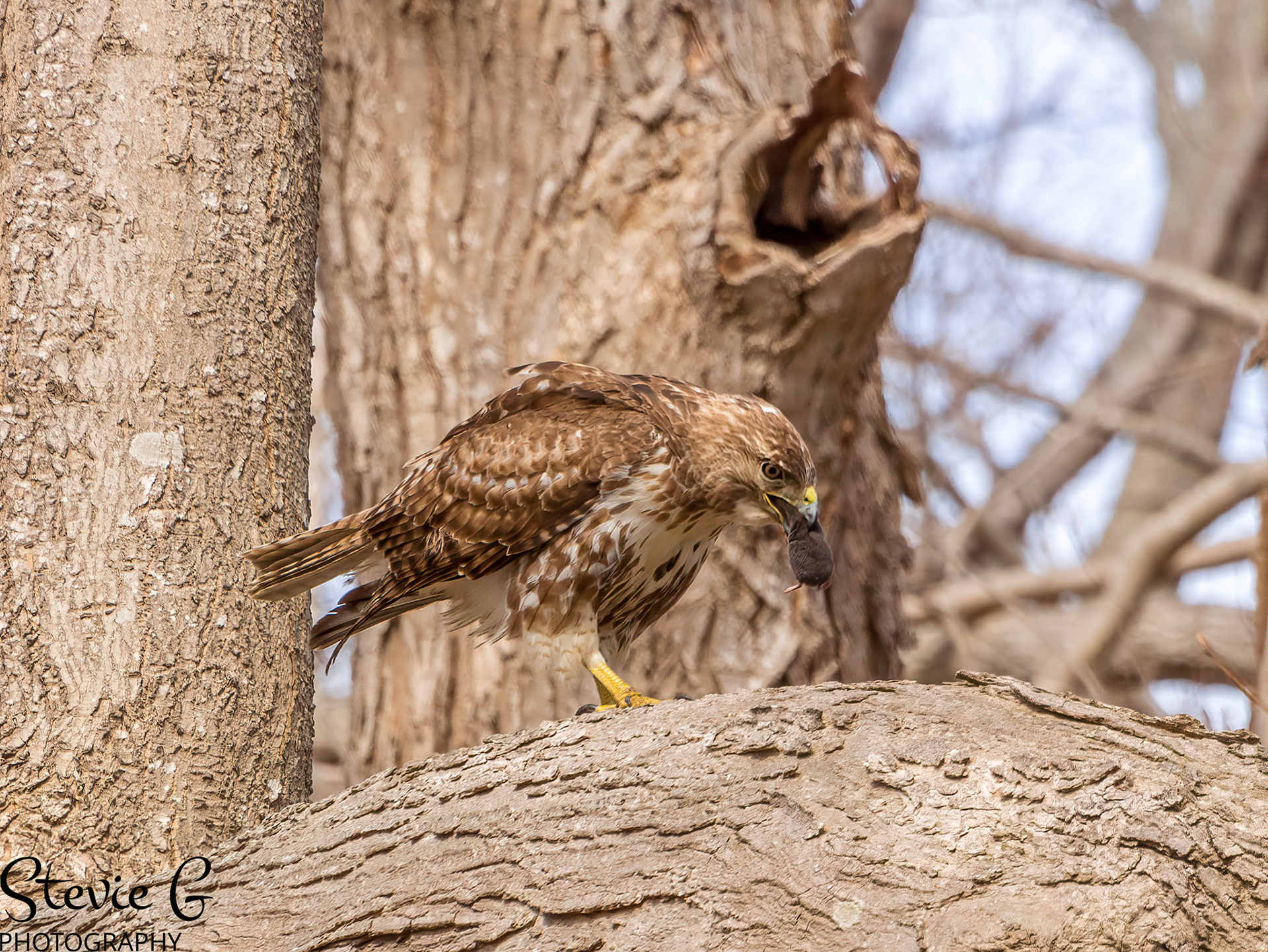Redtail Hawk Odiorne state park
