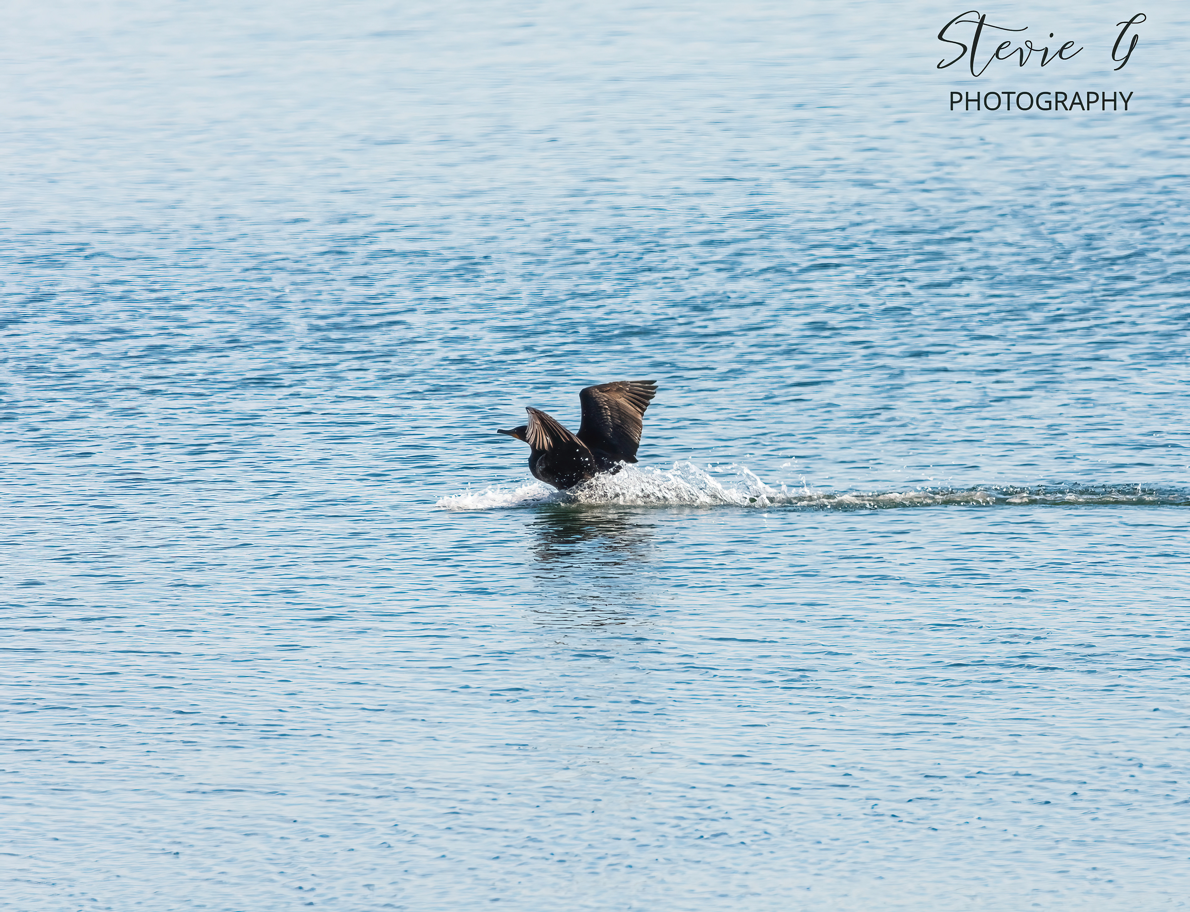Cormorant - Odiorne State Park