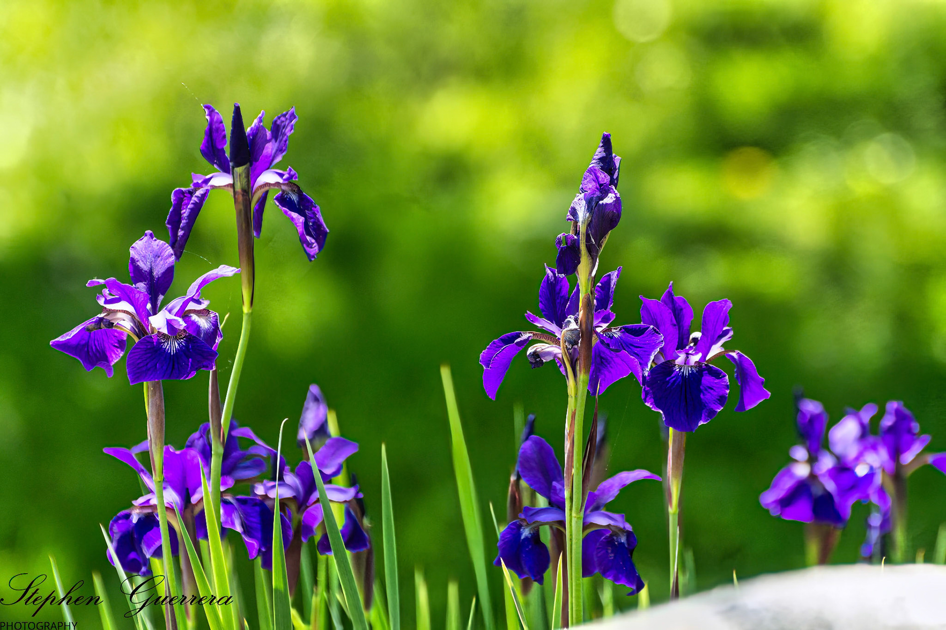 Purple iris Odiorne State Park