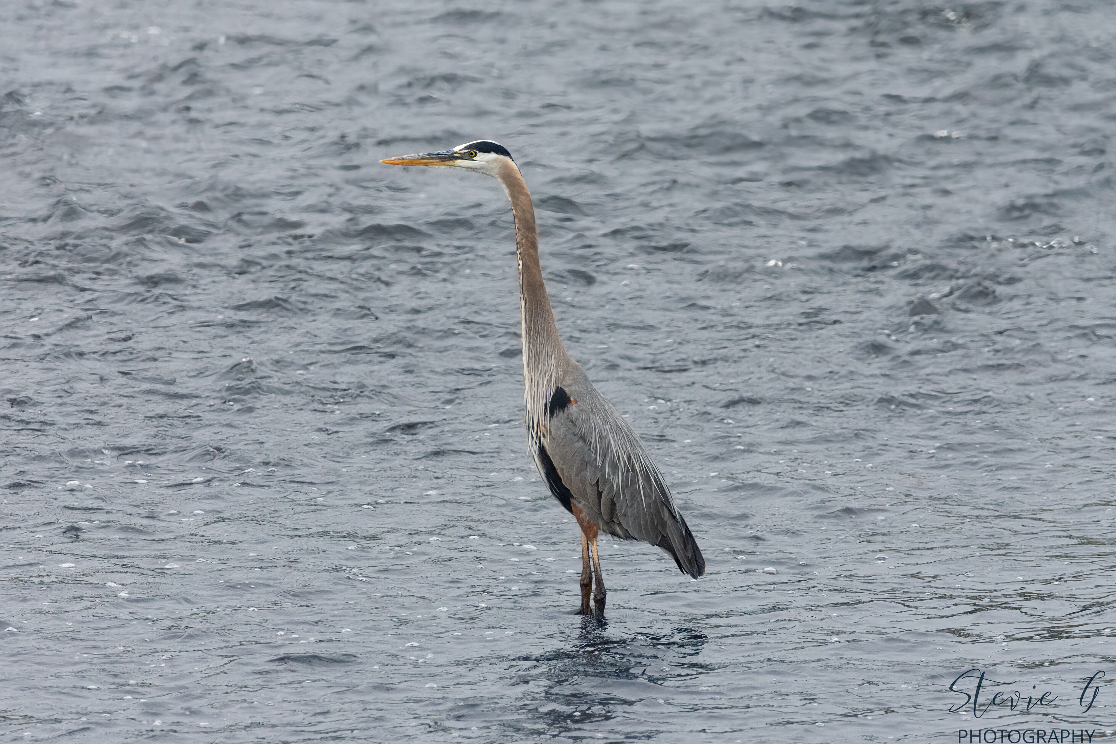 Great Blue Heron