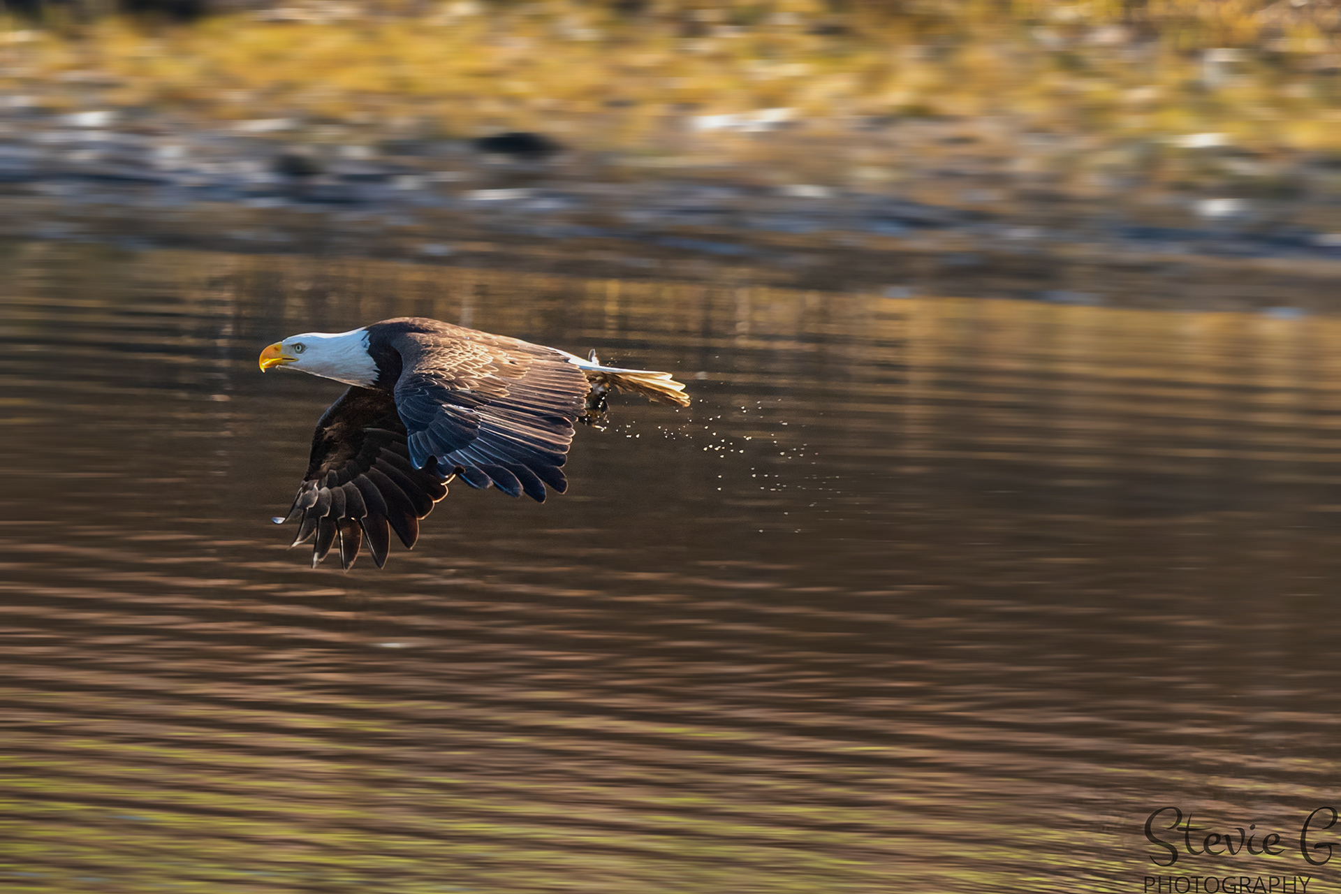 Bald Eagle